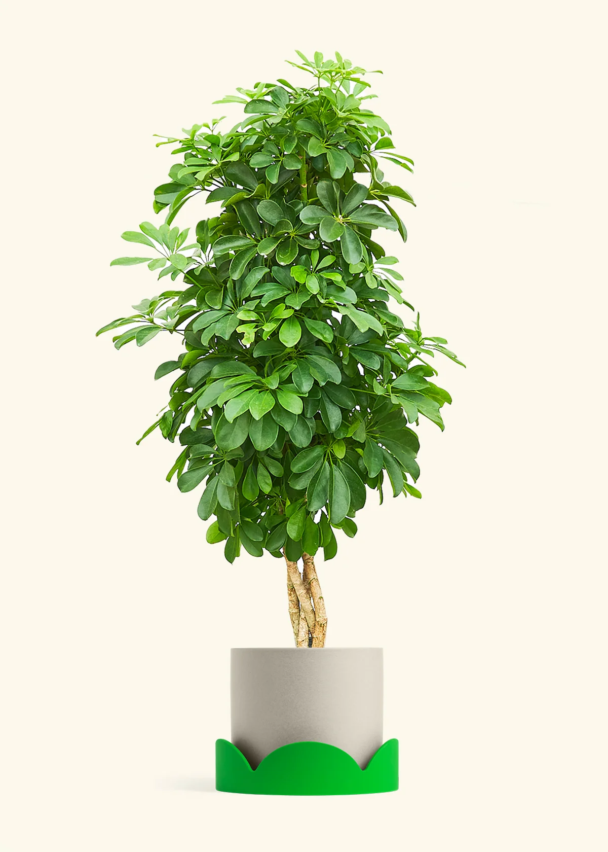 Dwarf Umbrella Tree - Image 30