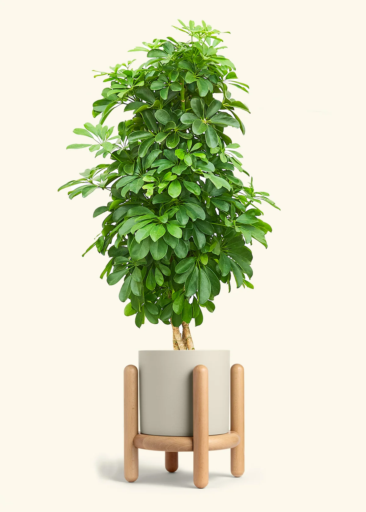 Dwarf Umbrella Tree - Image 32