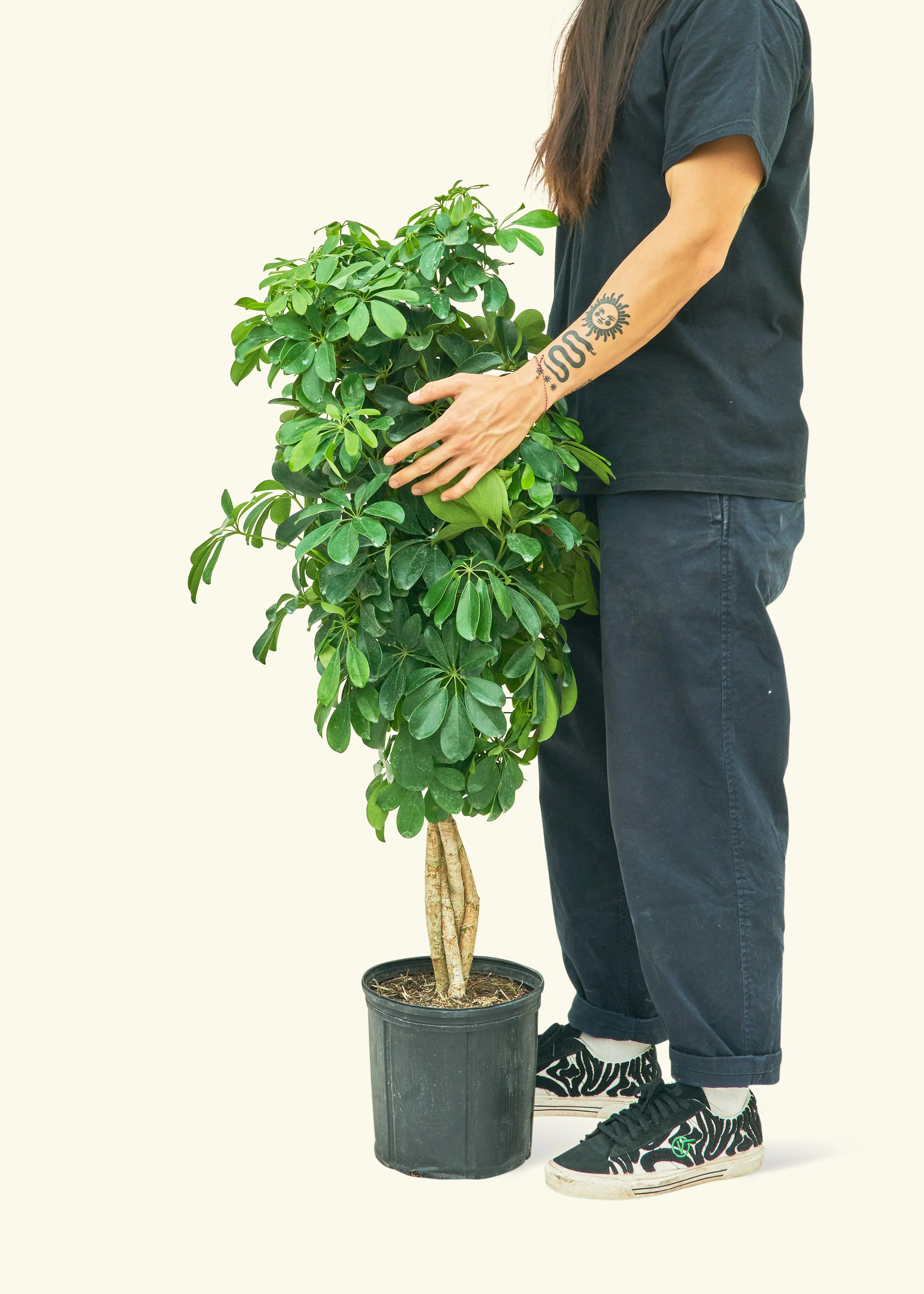 Dwarf Umbrella Tree - Image 33