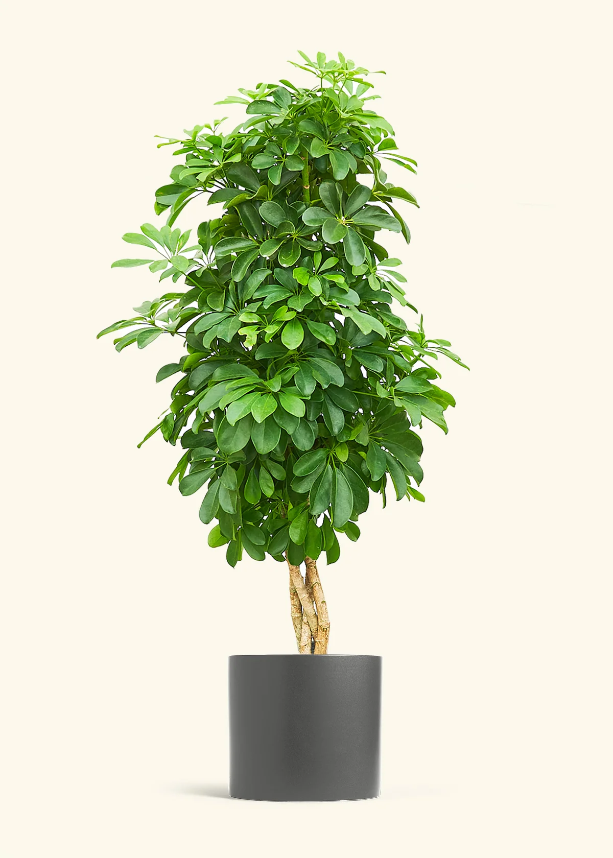 Dwarf Umbrella Tree - Image 36