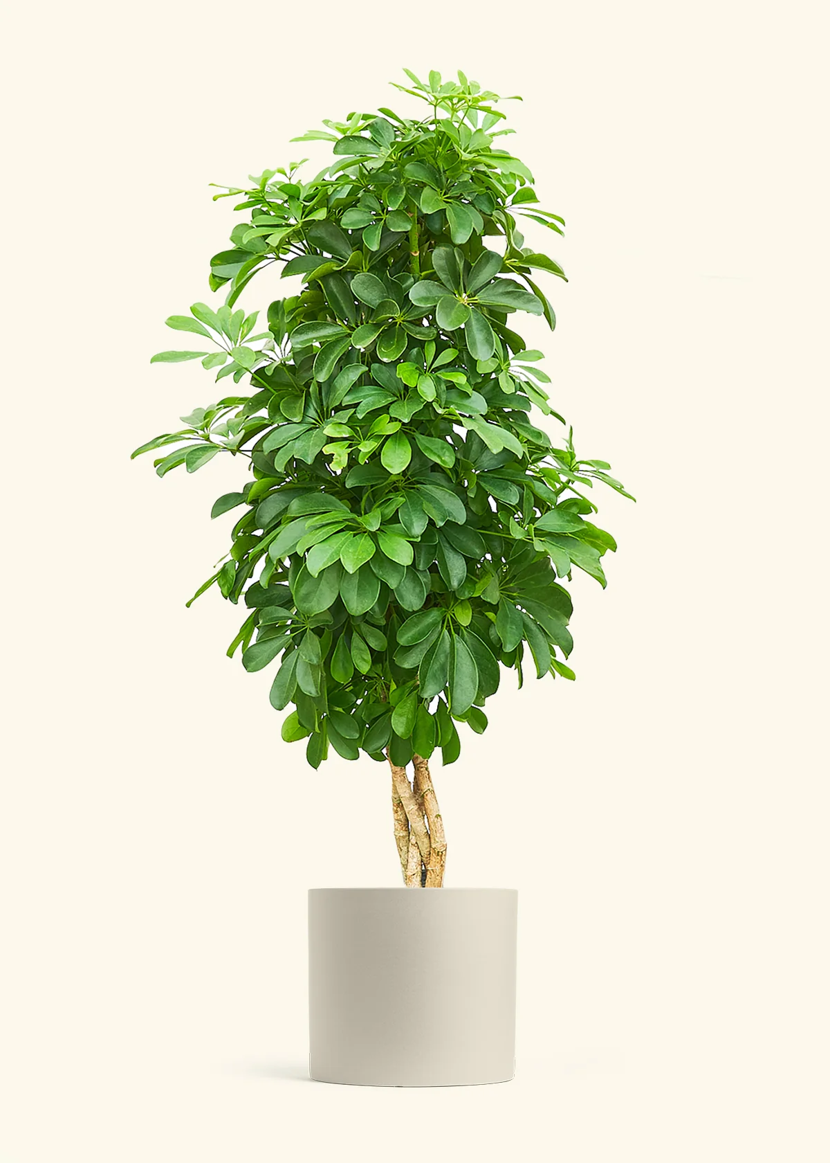 Dwarf Umbrella Tree - Image 37