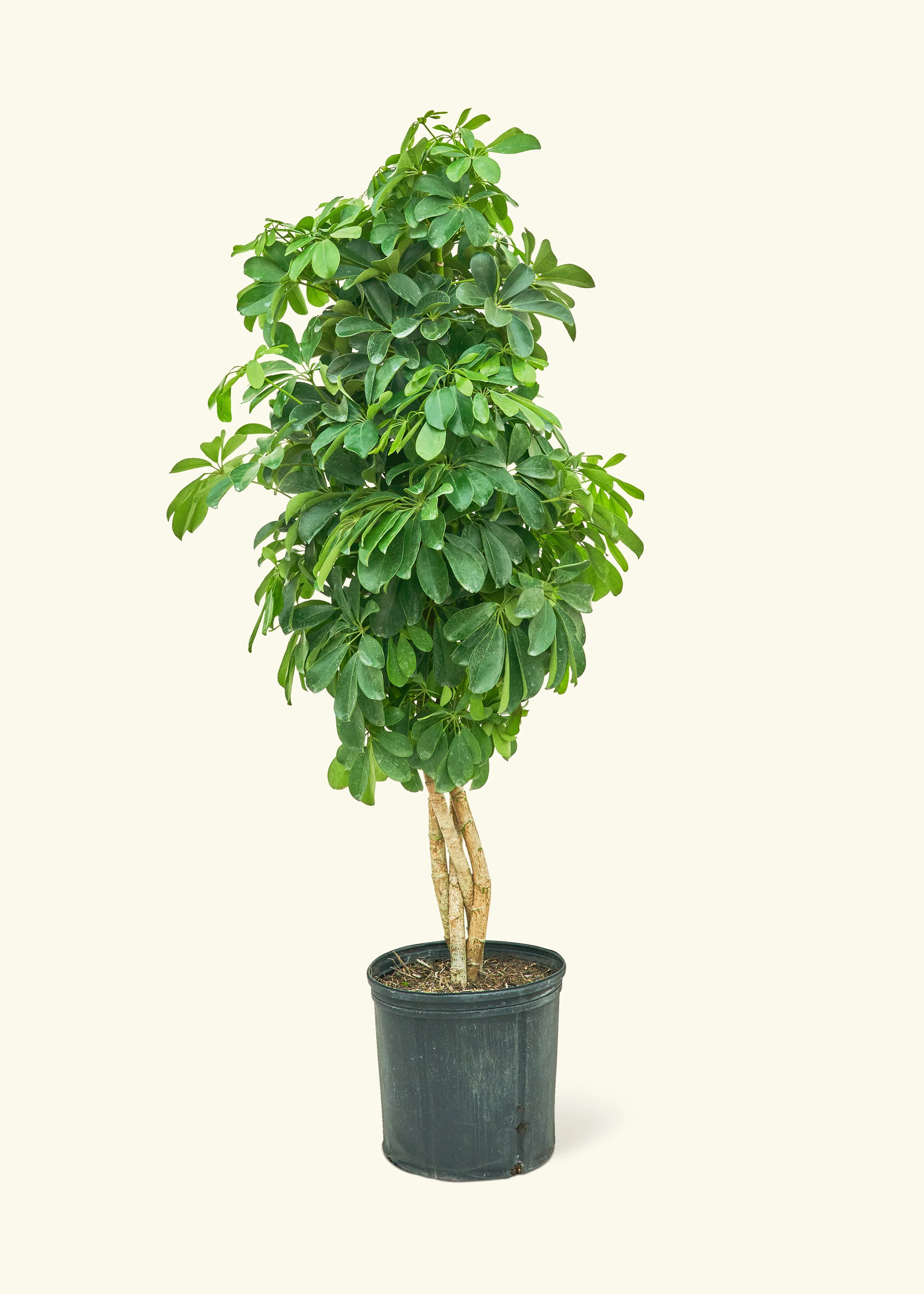 Dwarf Umbrella Tree - Image 4
