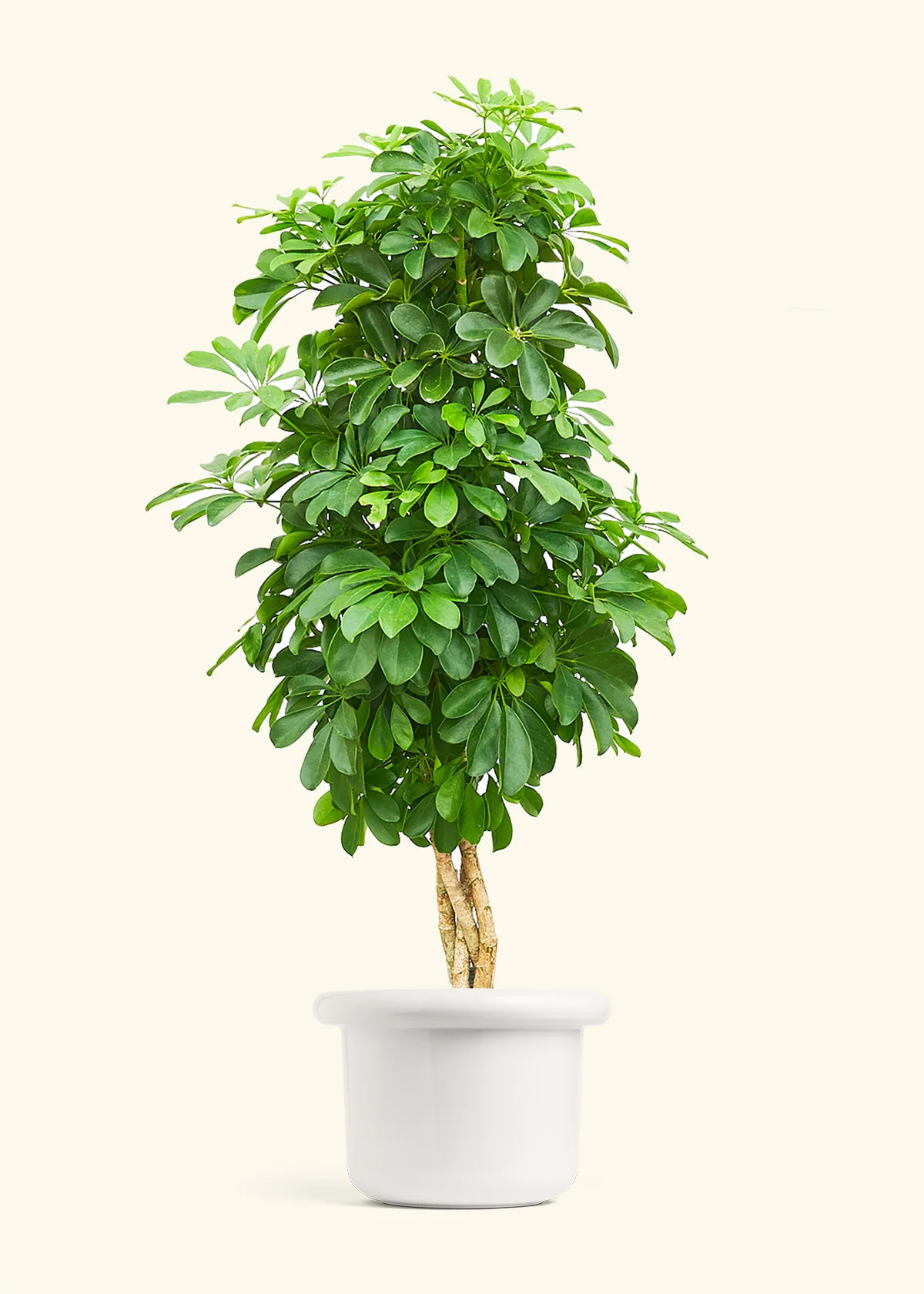Dwarf Umbrella Tree - Image 5