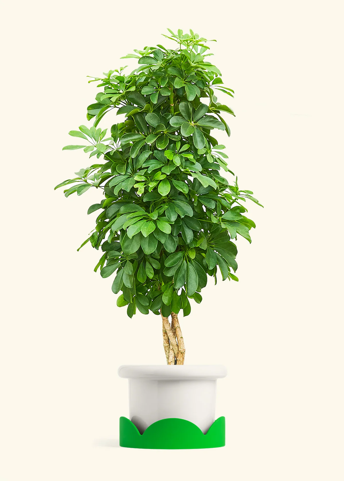Dwarf Umbrella Tree - Image 6
