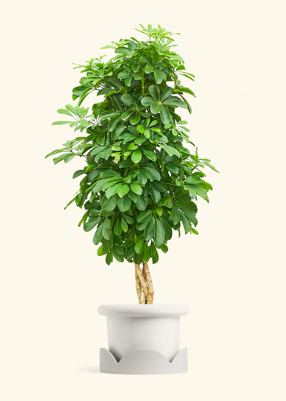 Dwarf Umbrella Tree - Image 7