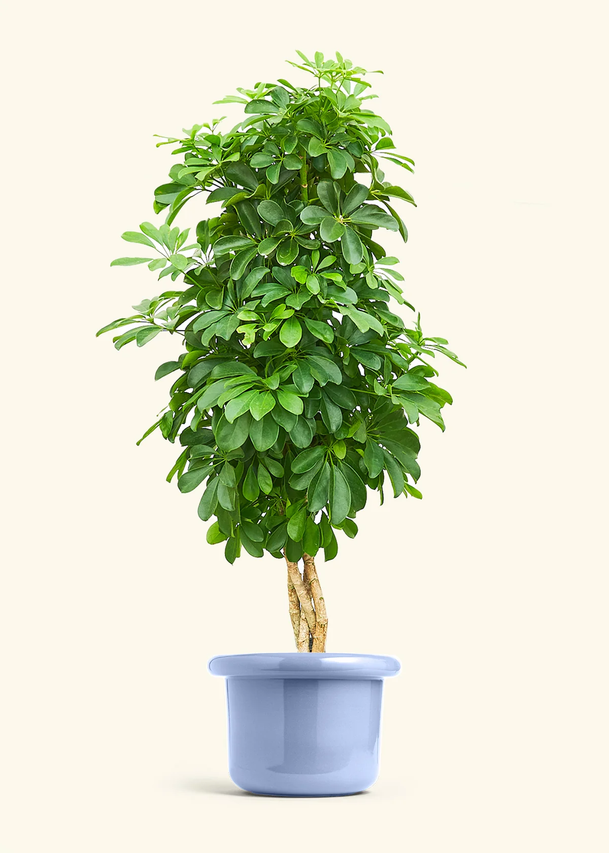 Dwarf Umbrella Tree - Image 9
