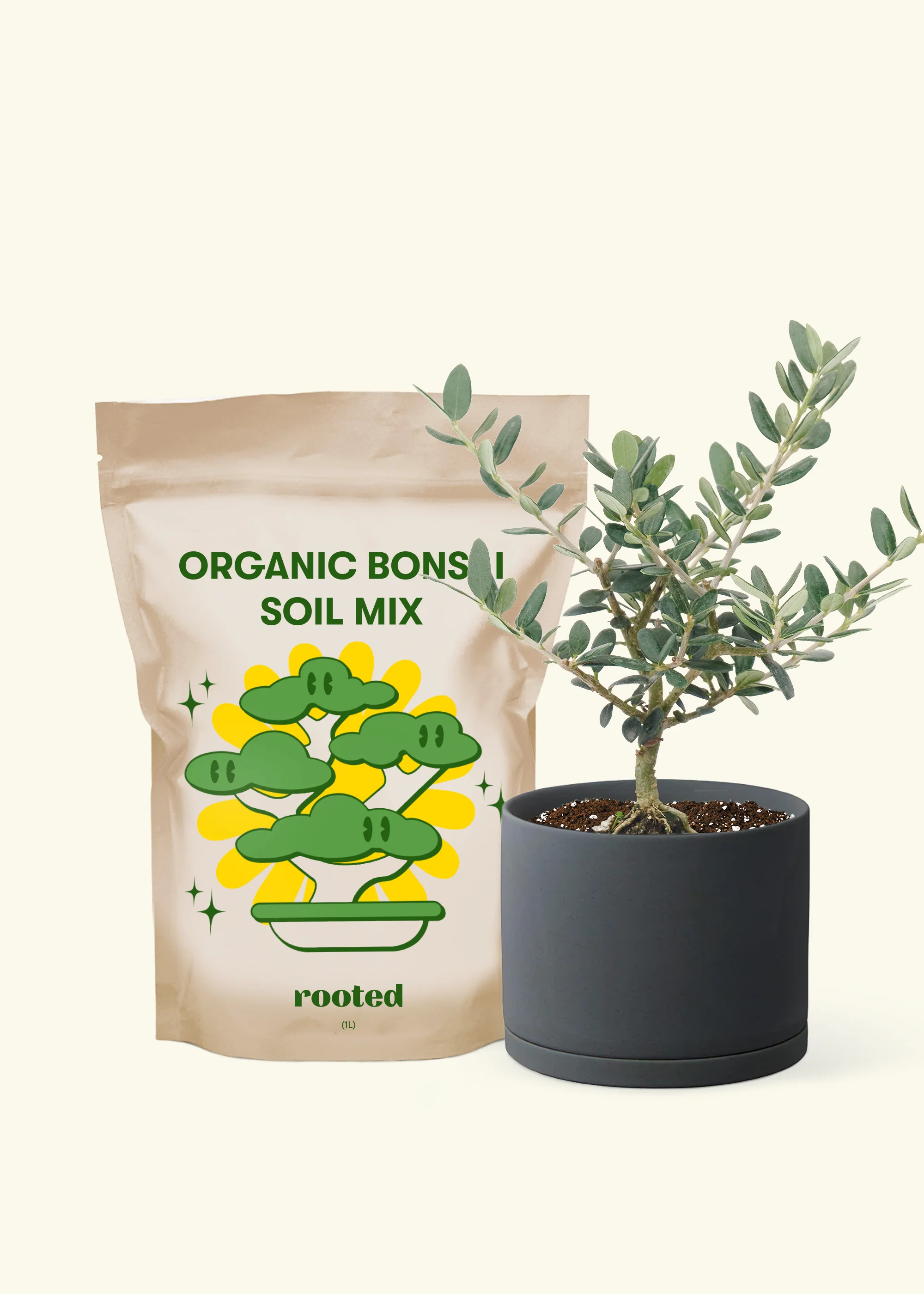European Olive Tree, Small - Image 3