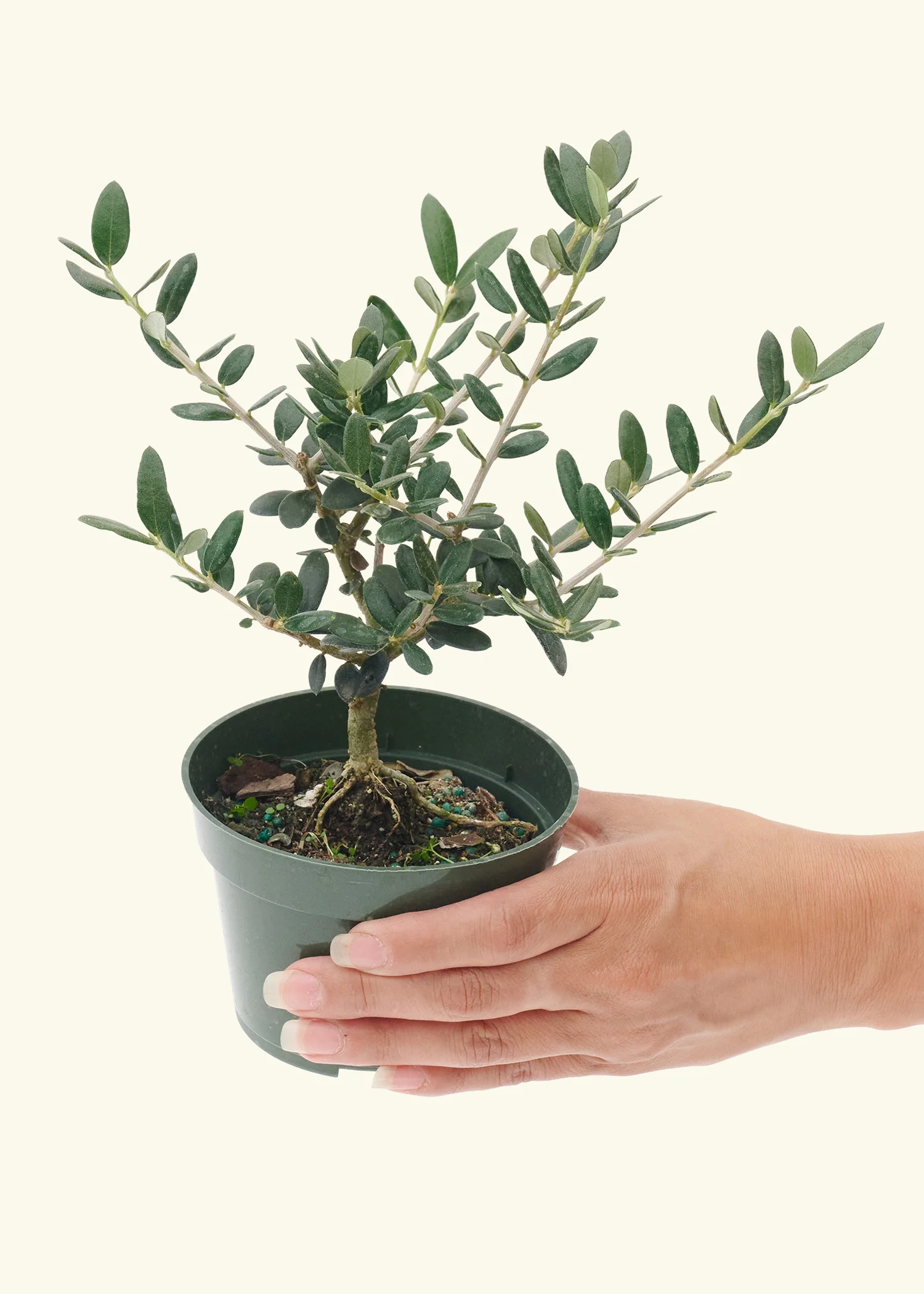 European Olive Tree, Small - Image 4