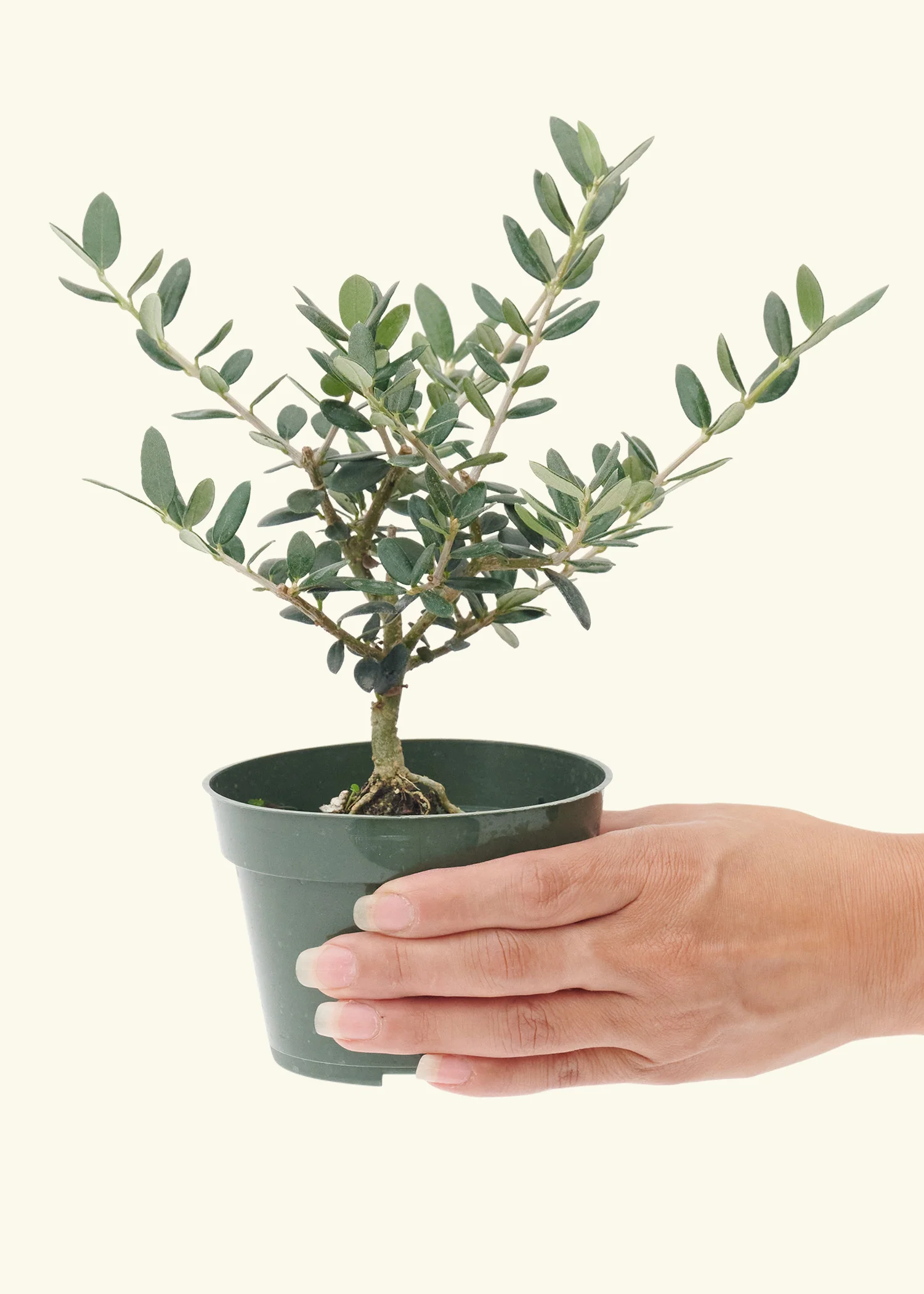 European Olive Tree, Small - Image 5