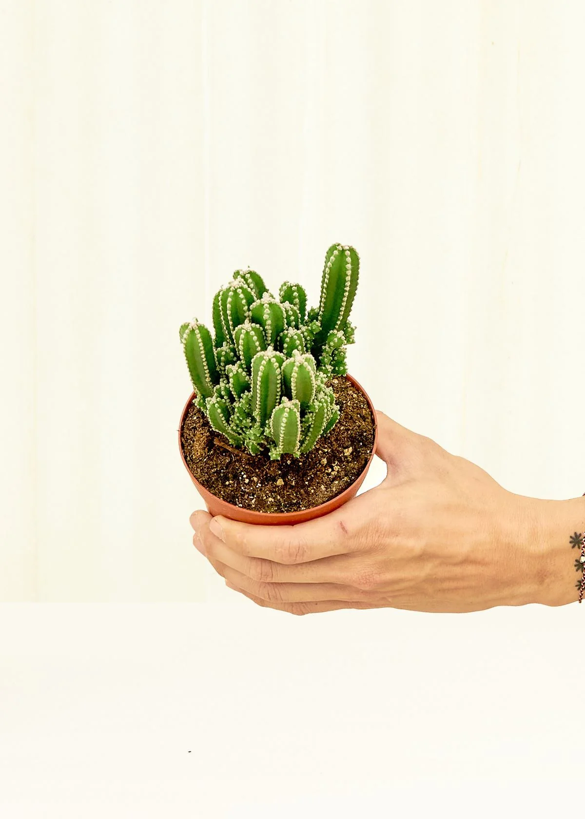 Fairy Castle Cactus - Image 3