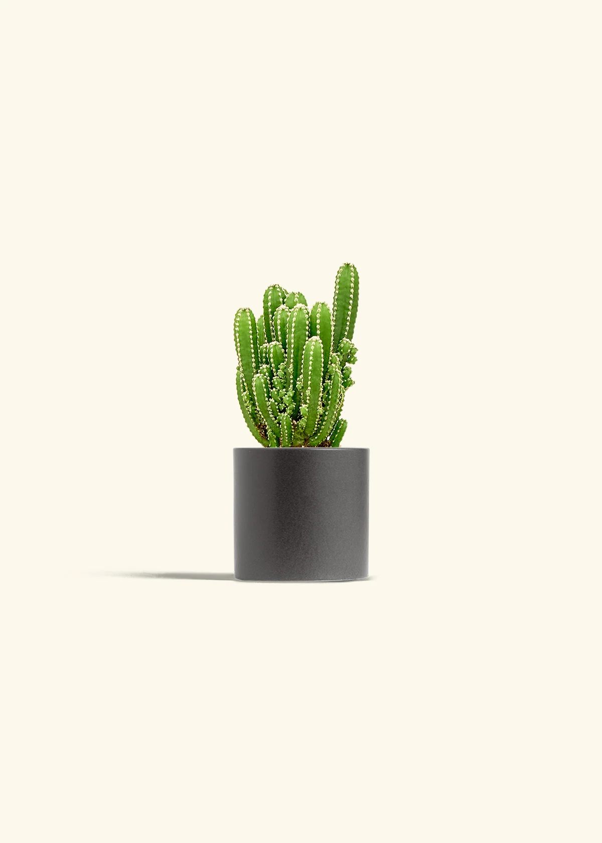 Fairy Castle Cactus - Image 6