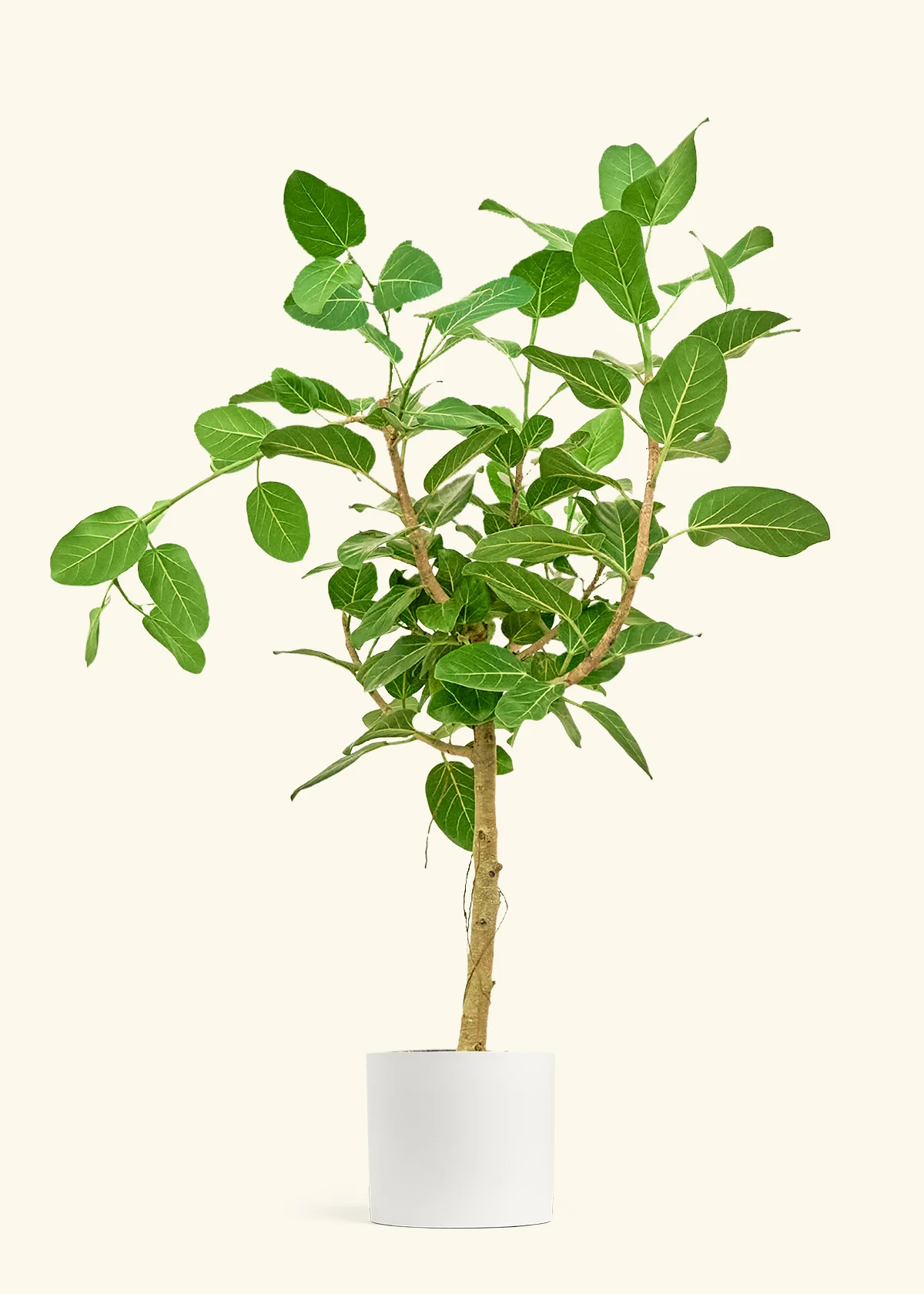 Ficus 'Audrey' - Image 3