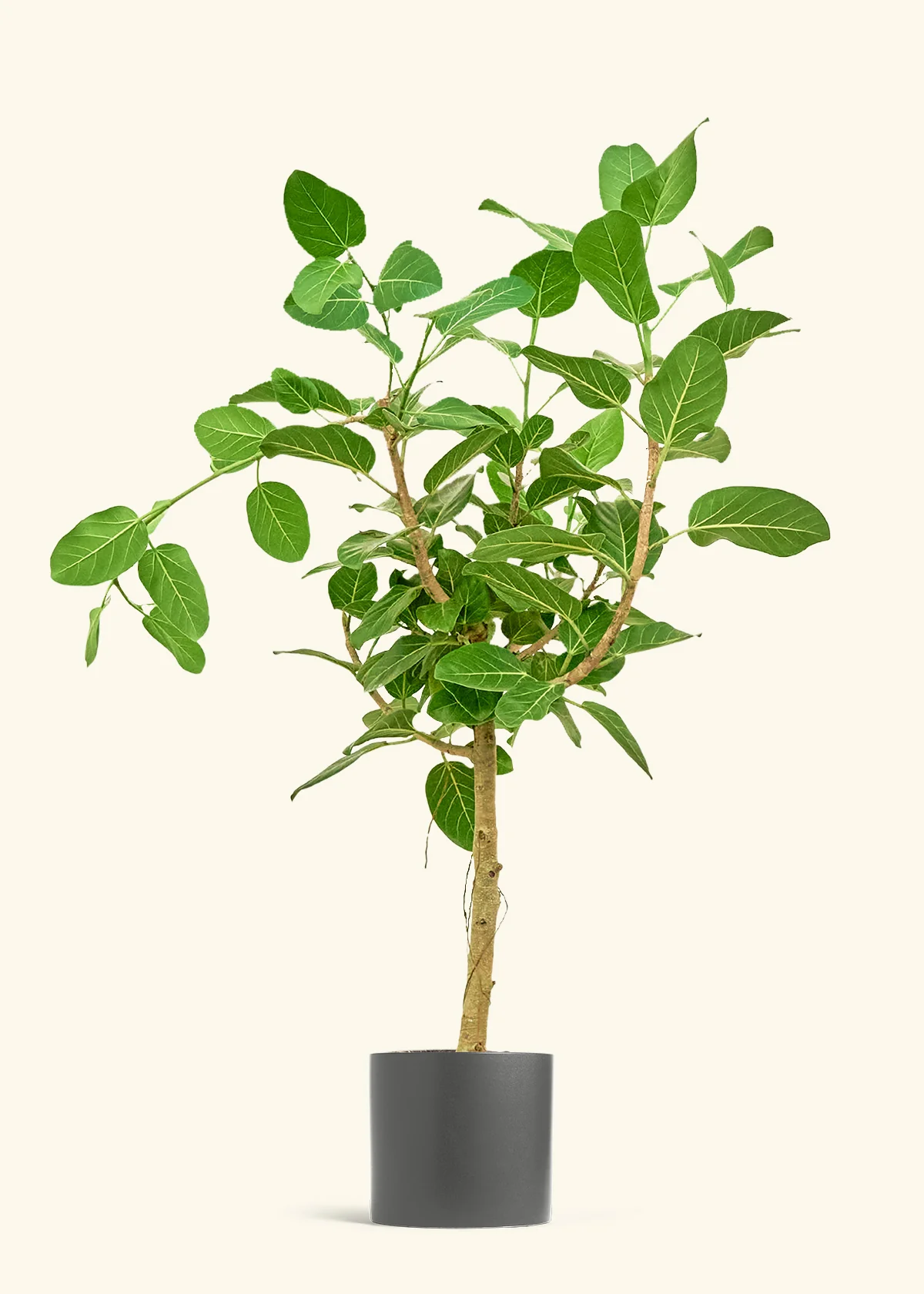 Ficus 'Audrey' - Image 5