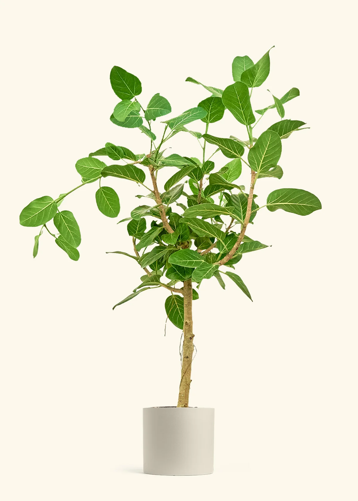 Ficus 'Audrey' - Image 6