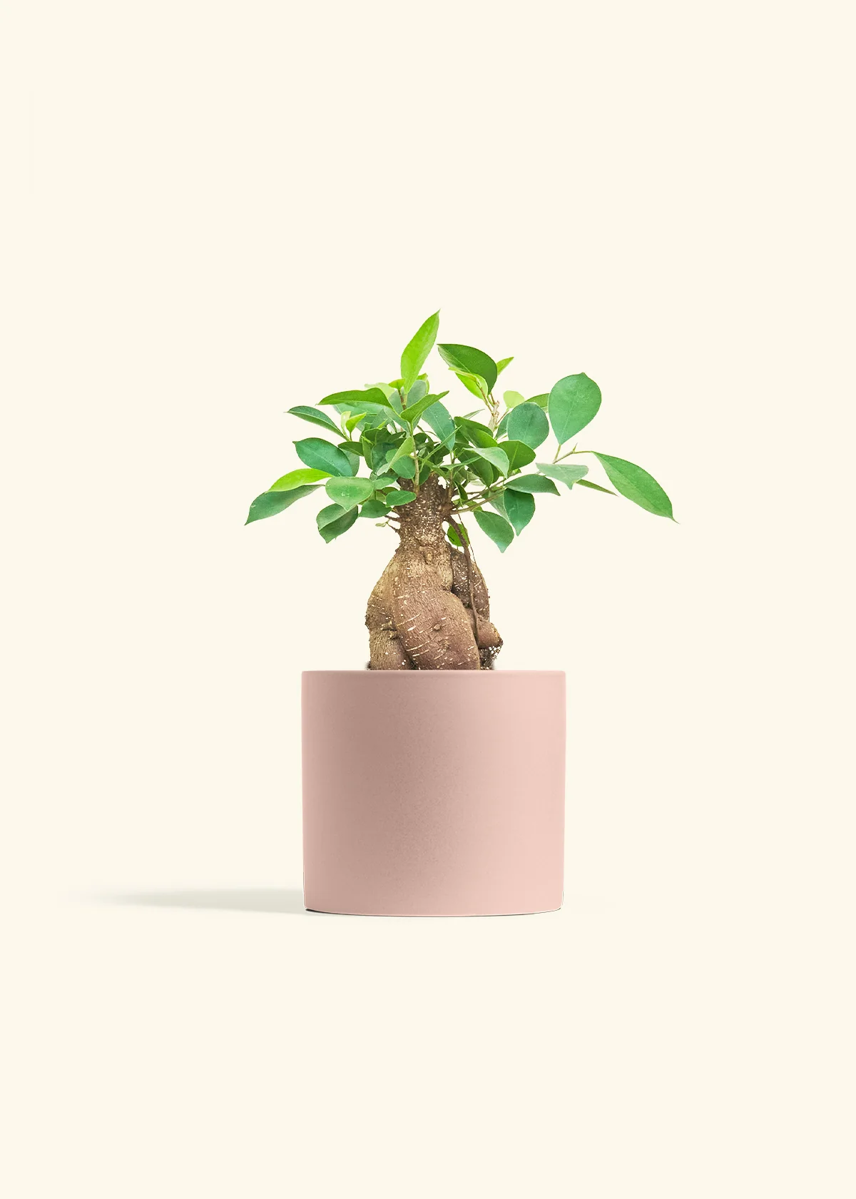 Ficus Ginseng - Image 10