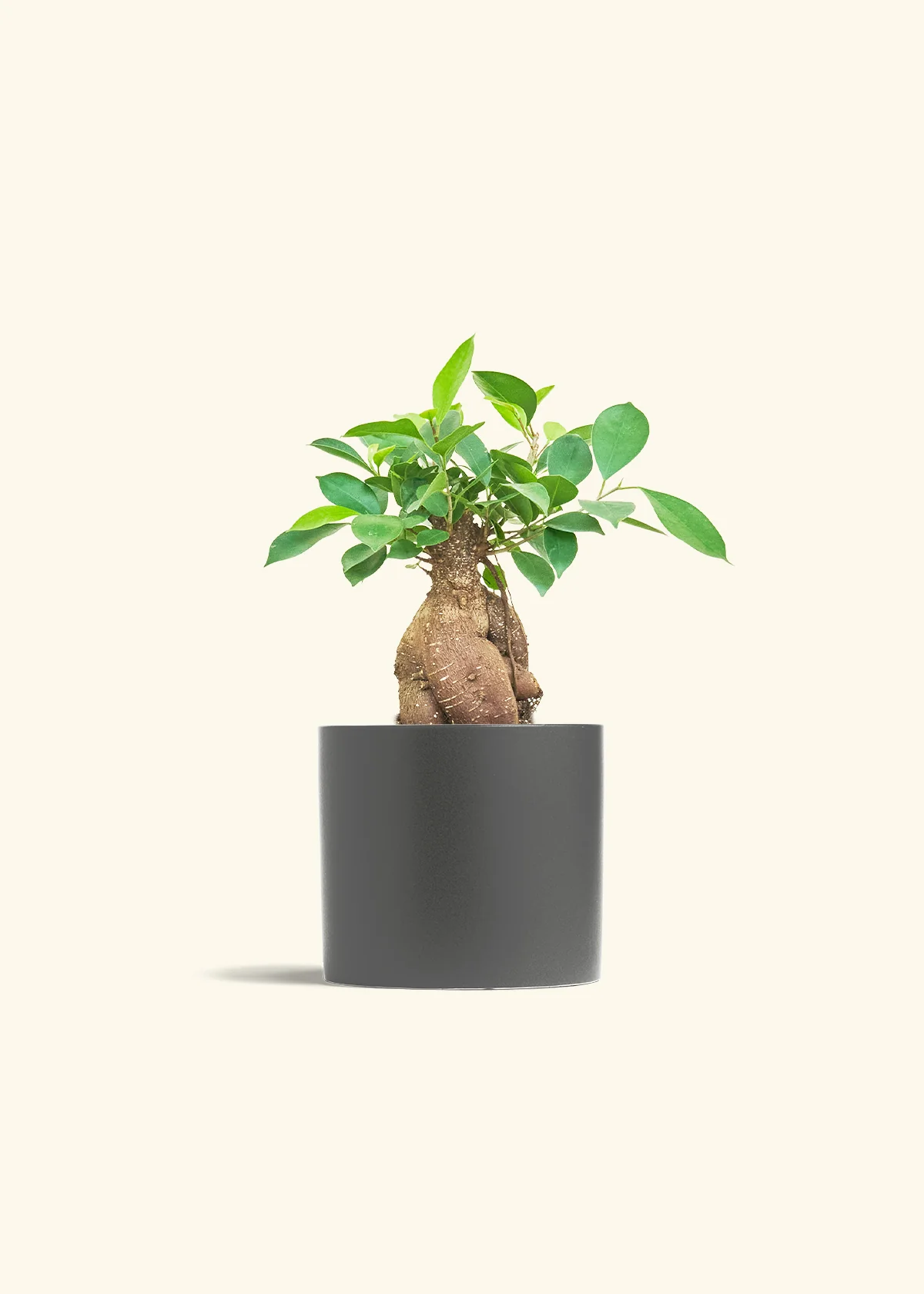 Ficus Ginseng - Image 11