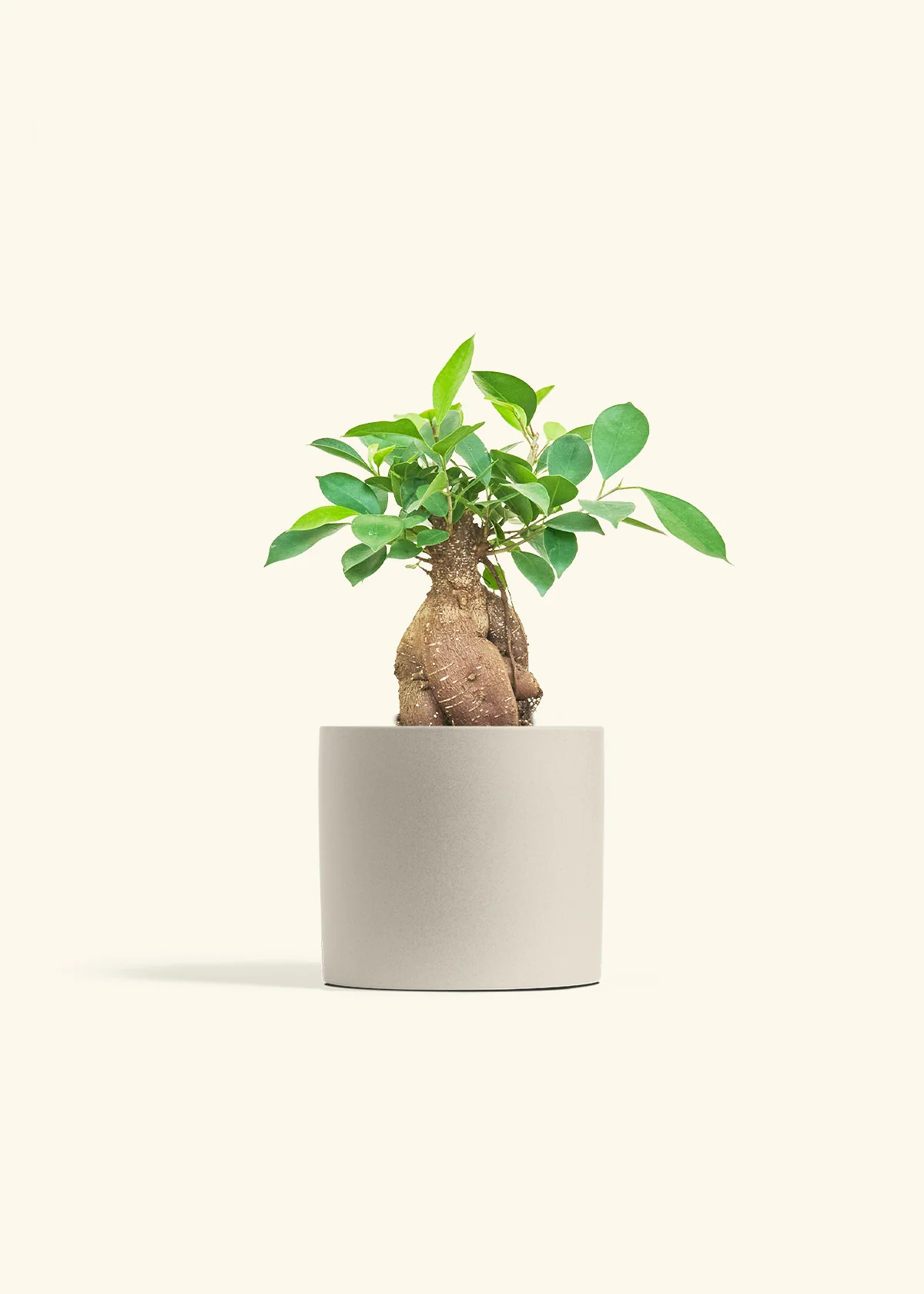 Ficus Ginseng - Image 12