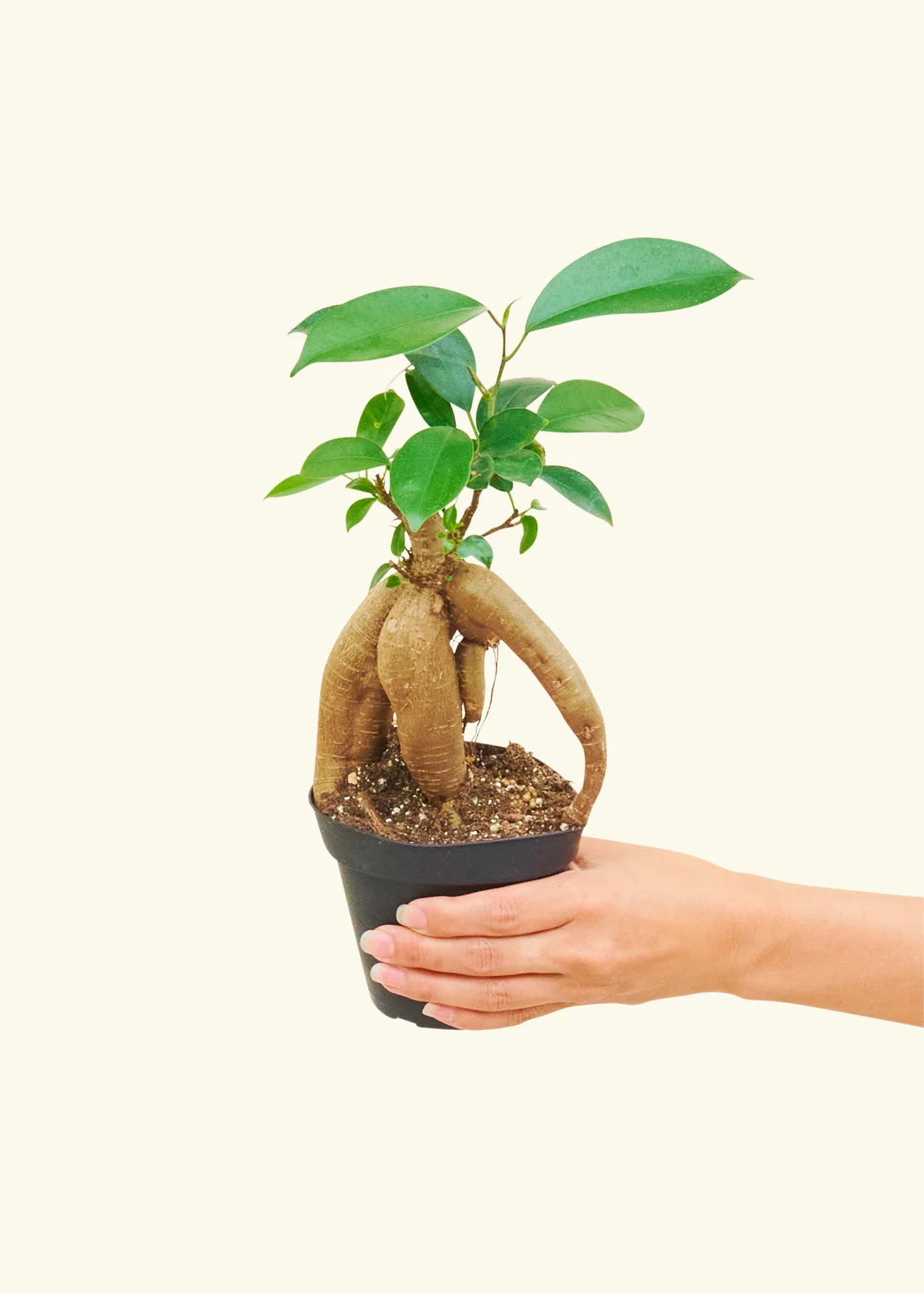 Ficus Ginseng - Image 3