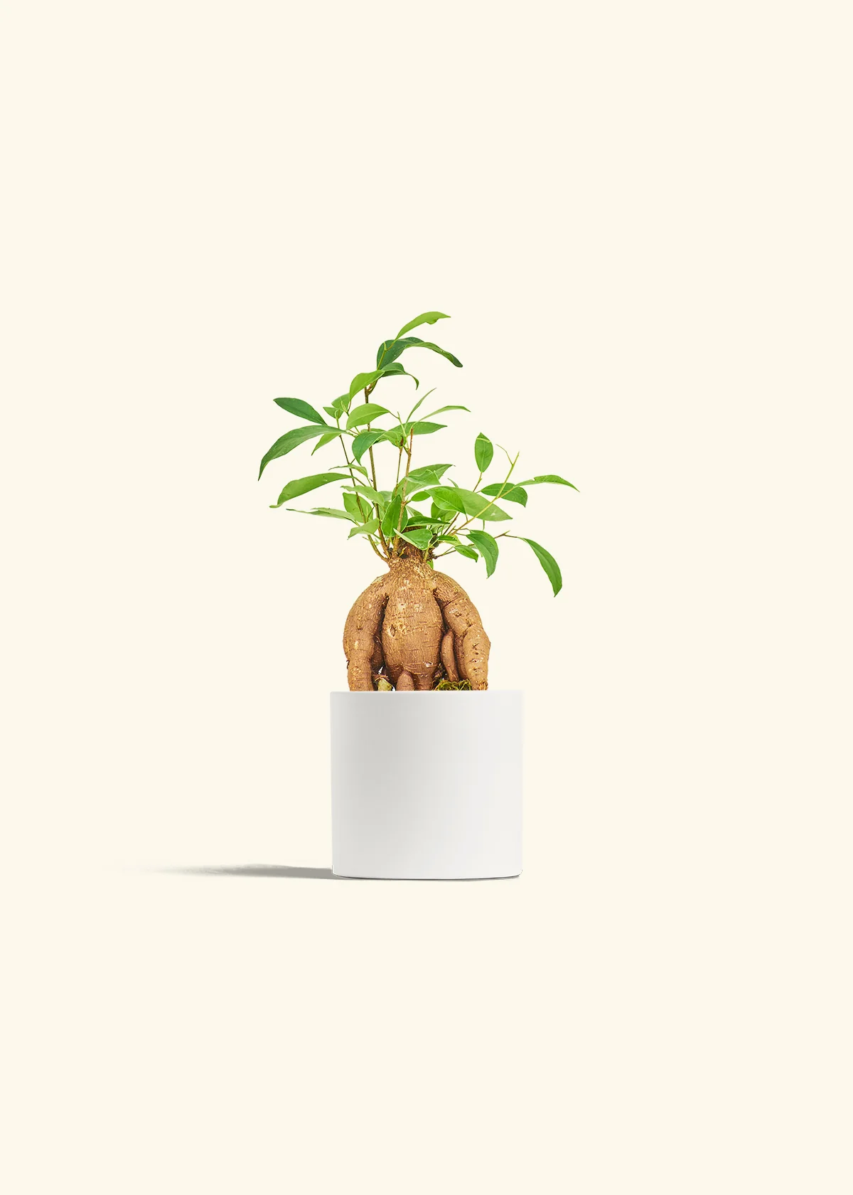 Ficus Ginseng - Image 4
