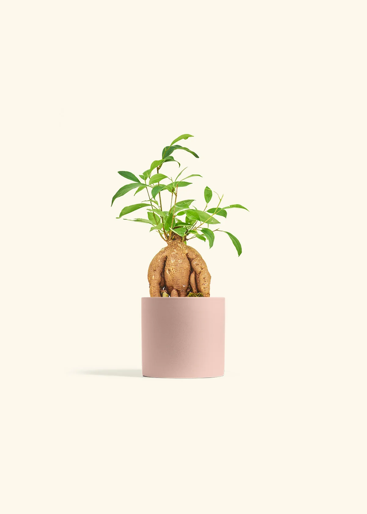 Ficus Ginseng - Image 5