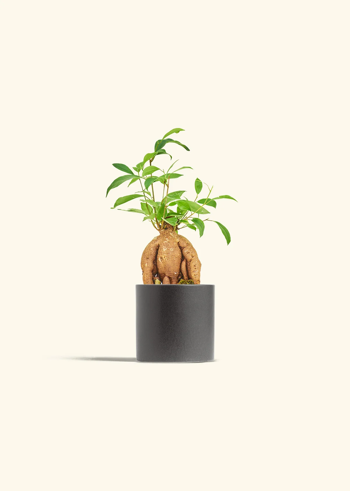 Ficus Ginseng - Image 6