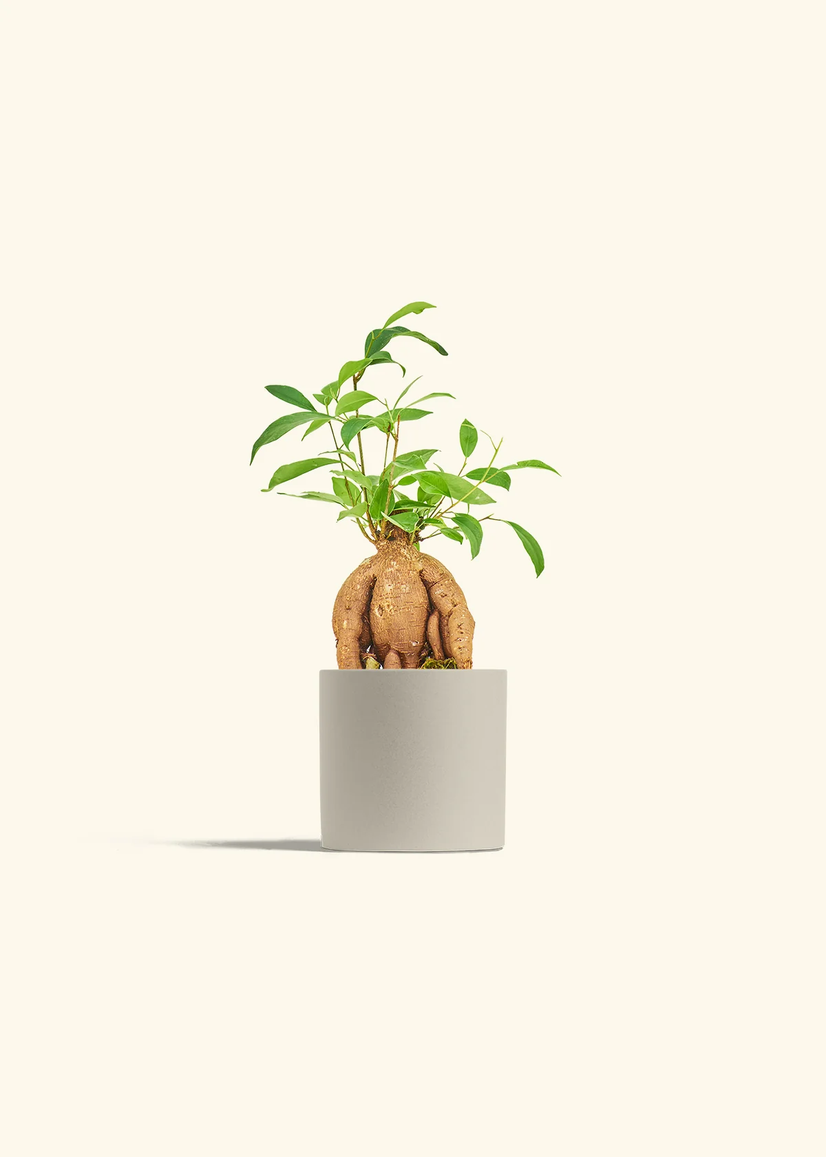 Ficus Ginseng - Image 7