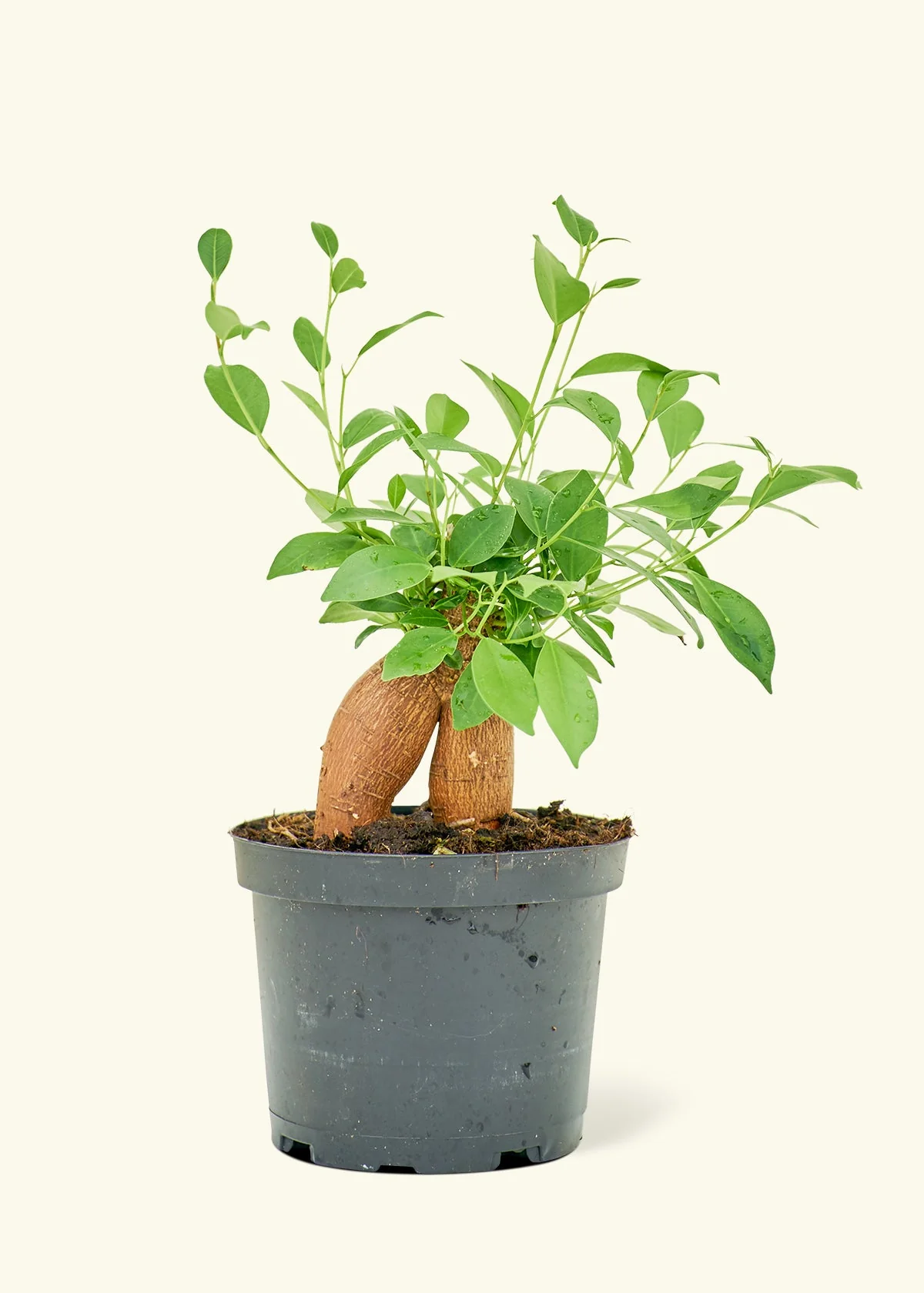 Ficus Ginseng - Image 8