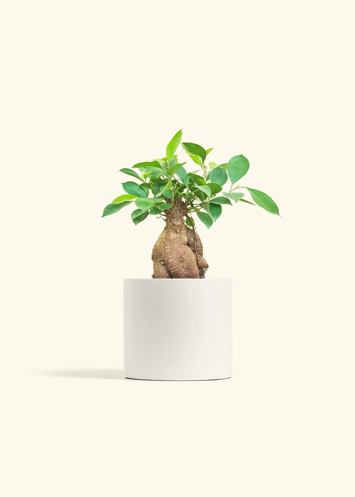Ficus Ginseng - Image 9