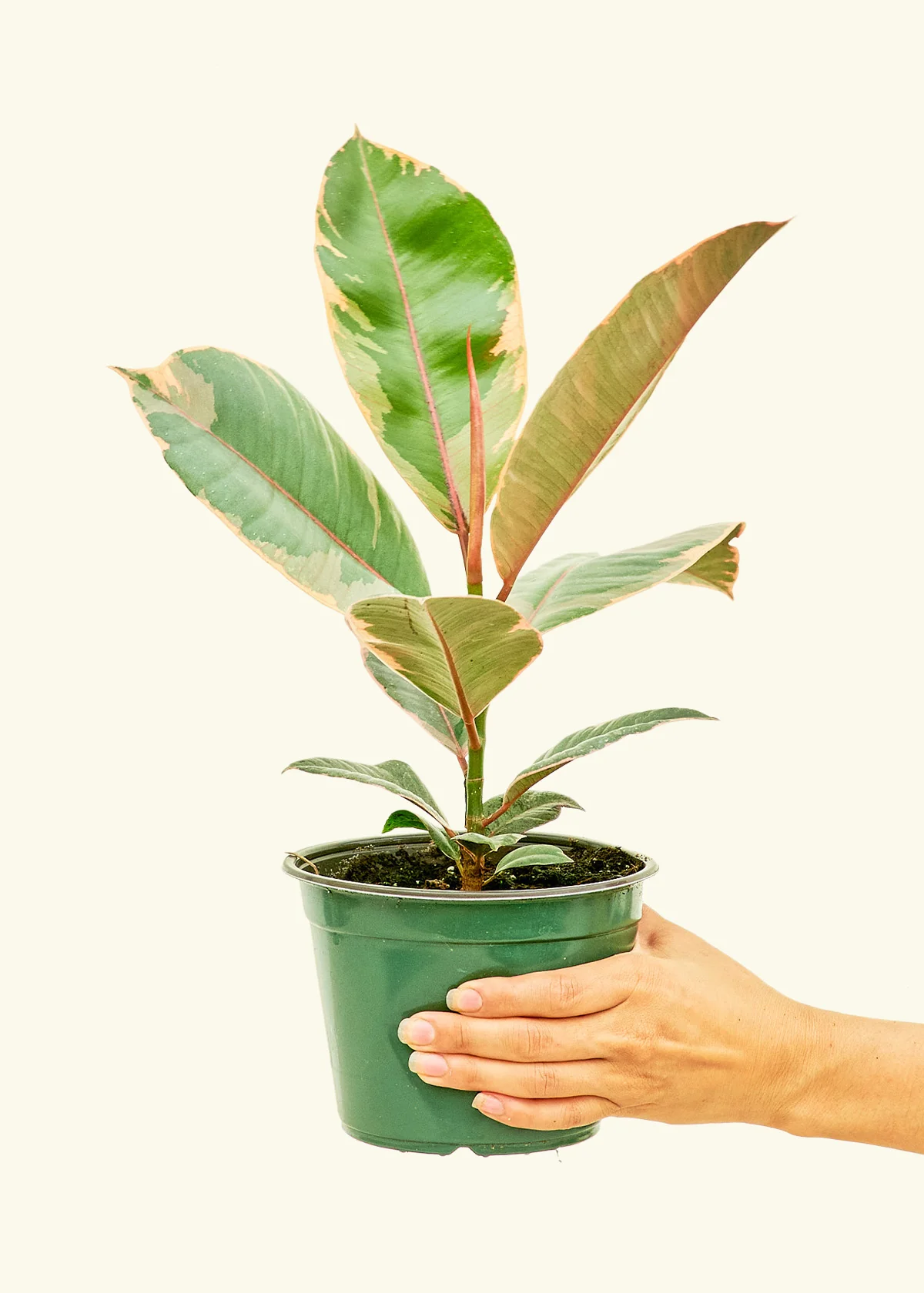 Ficus Tineke (Elastica) - Image 10