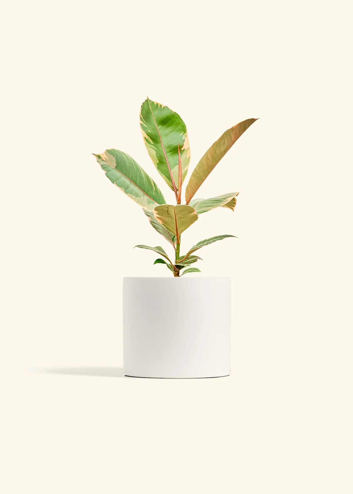 Ficus Tineke (Elastica) - Image 11