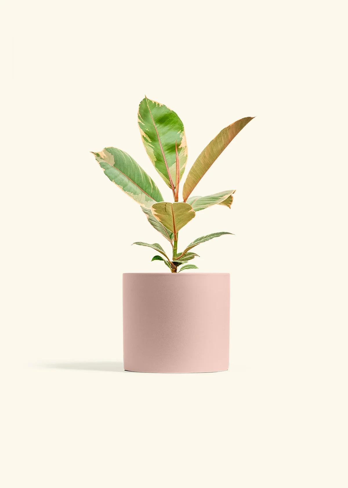 Ficus Tineke (Elastica) - Image 12