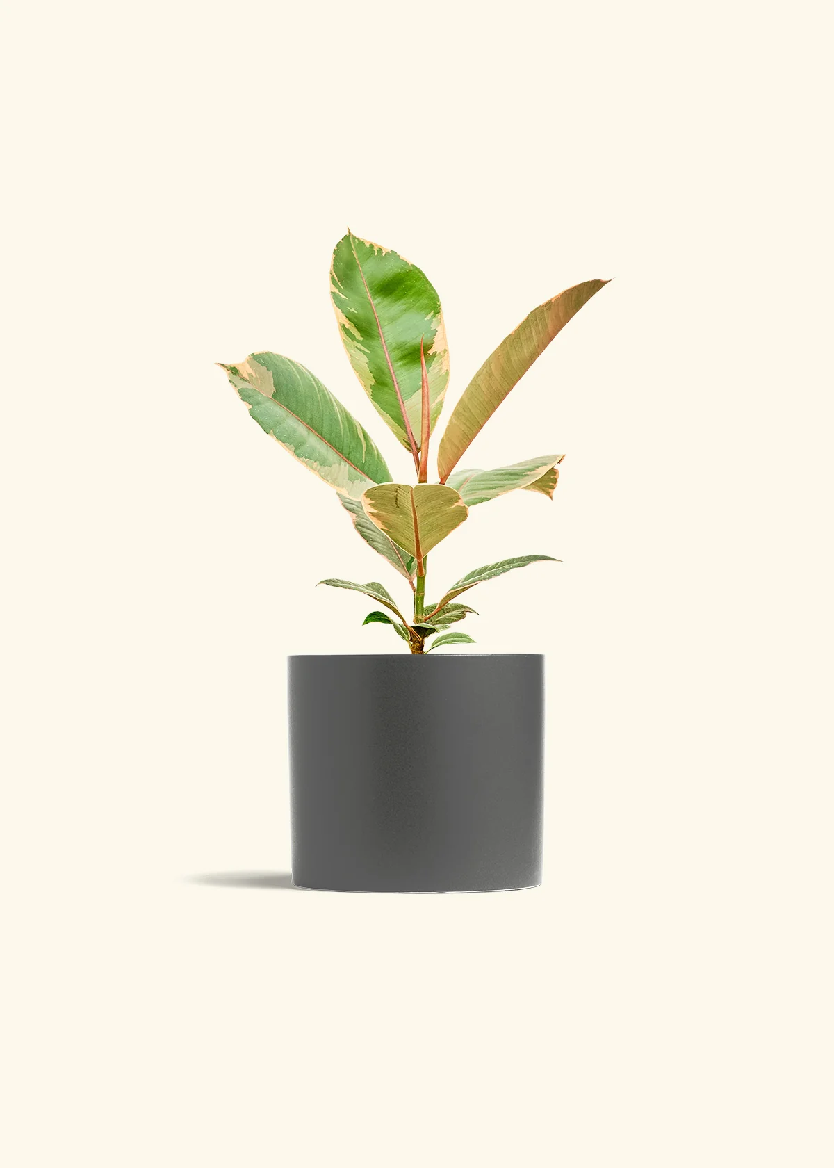 Ficus Tineke (Elastica) - Image 13