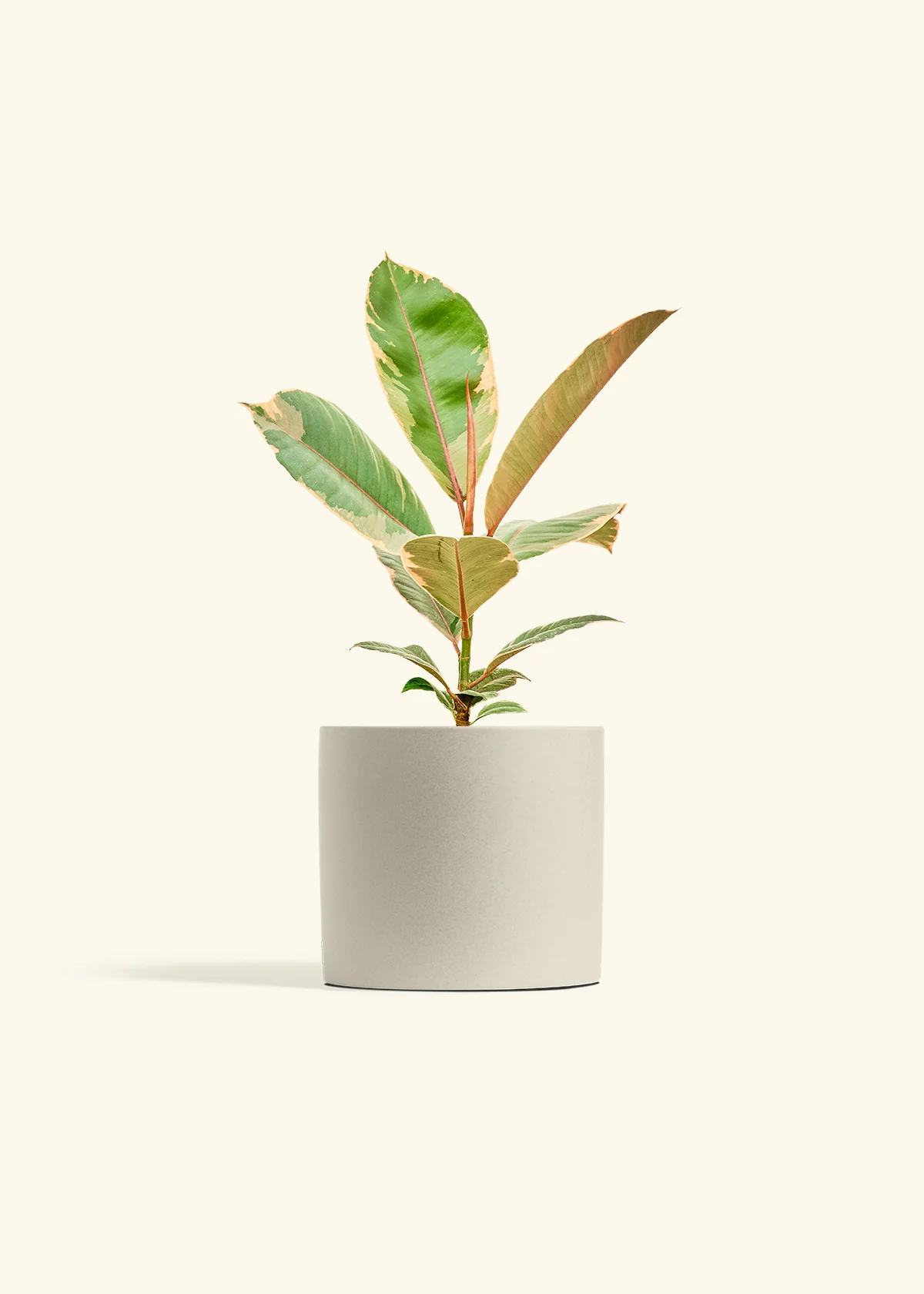 Ficus Tineke (Elastica) - Image 14