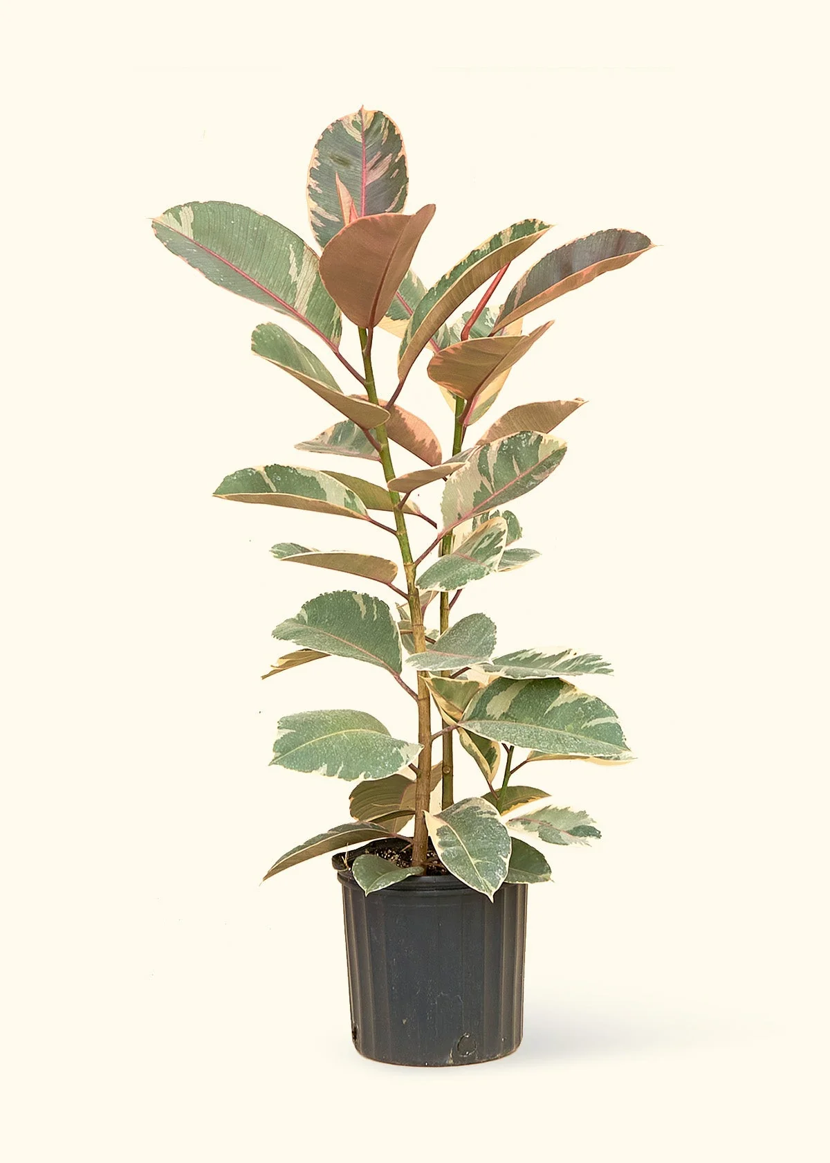 Ficus Tineke (Elastica) - Image 15