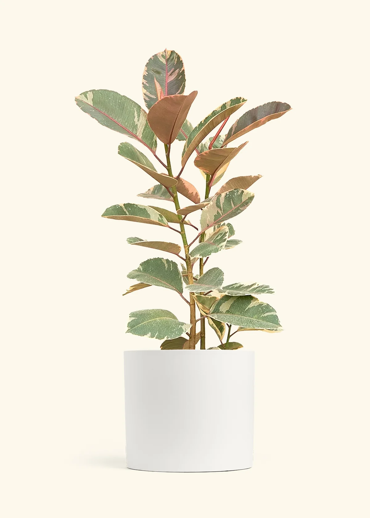 Ficus Tineke (Elastica) - Image 16