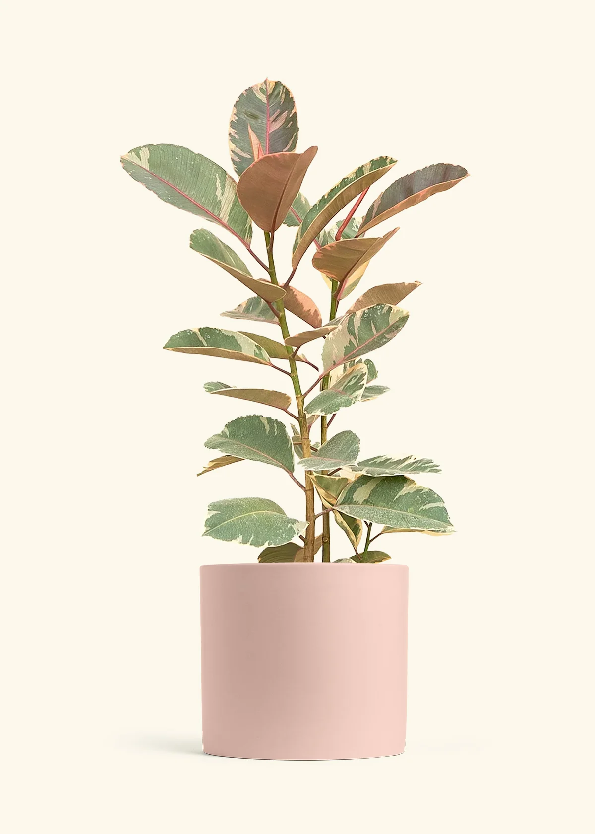 Ficus Tineke (Elastica) - Image 17