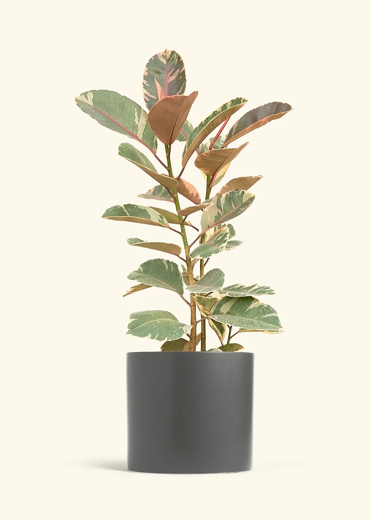 Ficus Tineke (Elastica) - Image 18