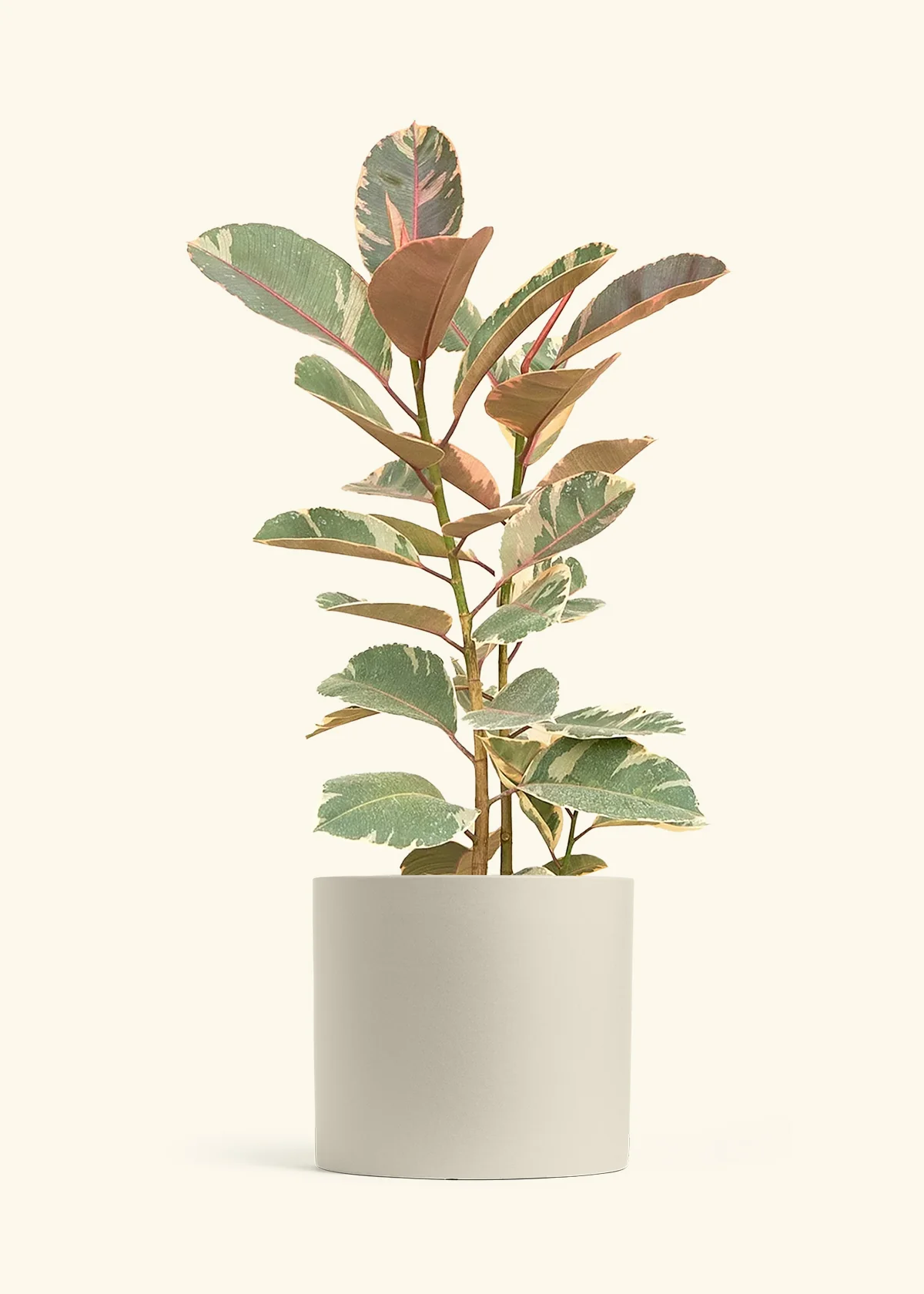 Ficus Tineke (Elastica) - Image 19