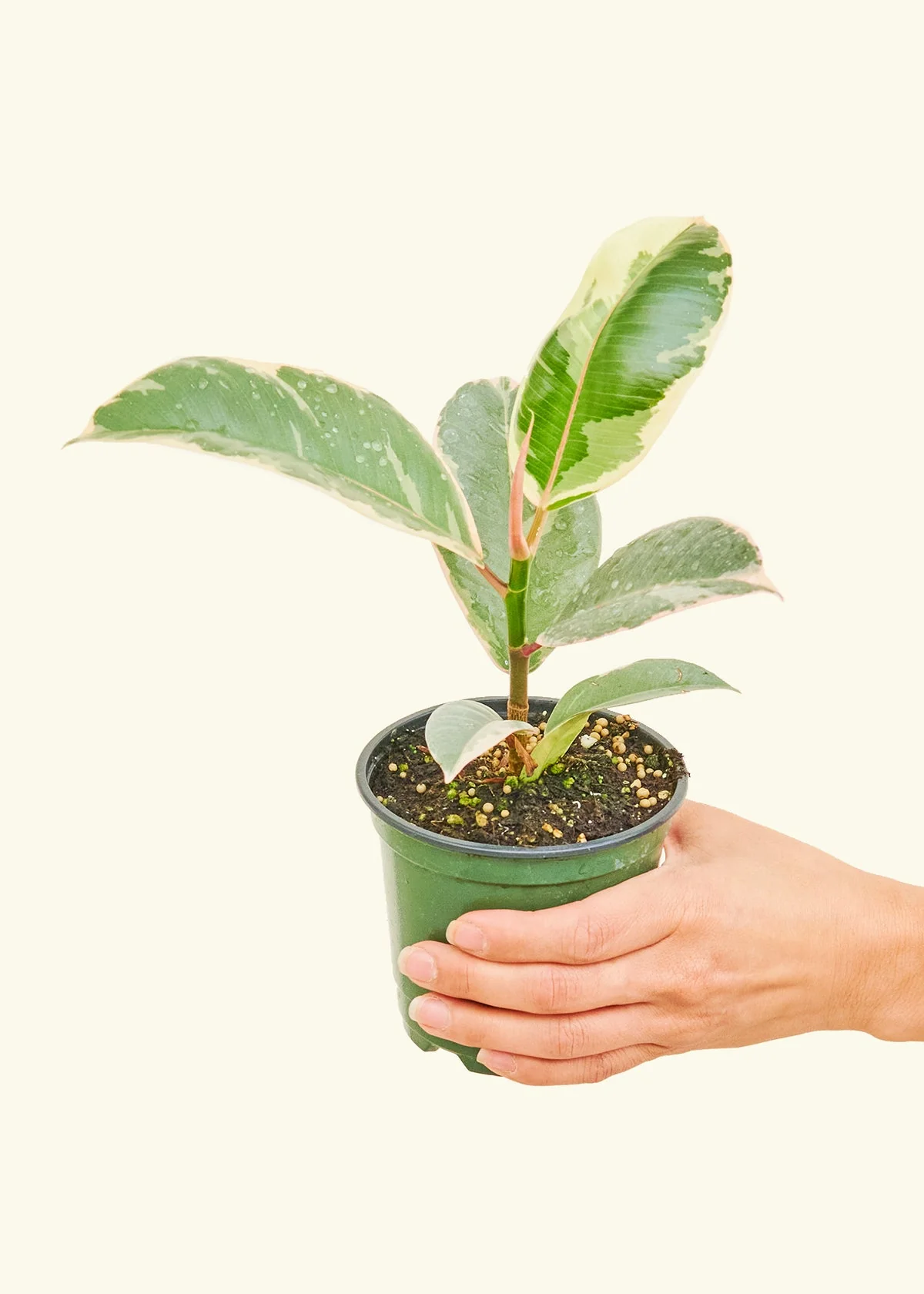 Ficus Tineke (Elastica) - Image 3