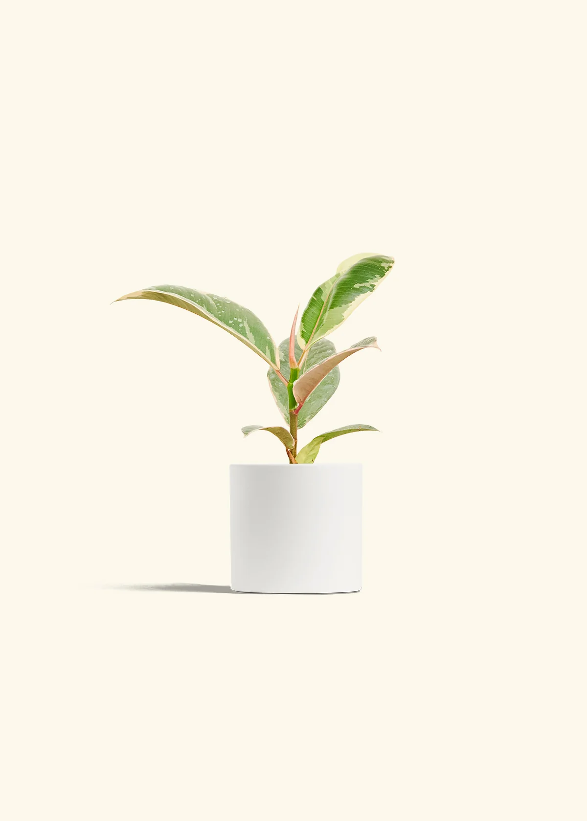 Ficus Tineke (Elastica) - Image 4