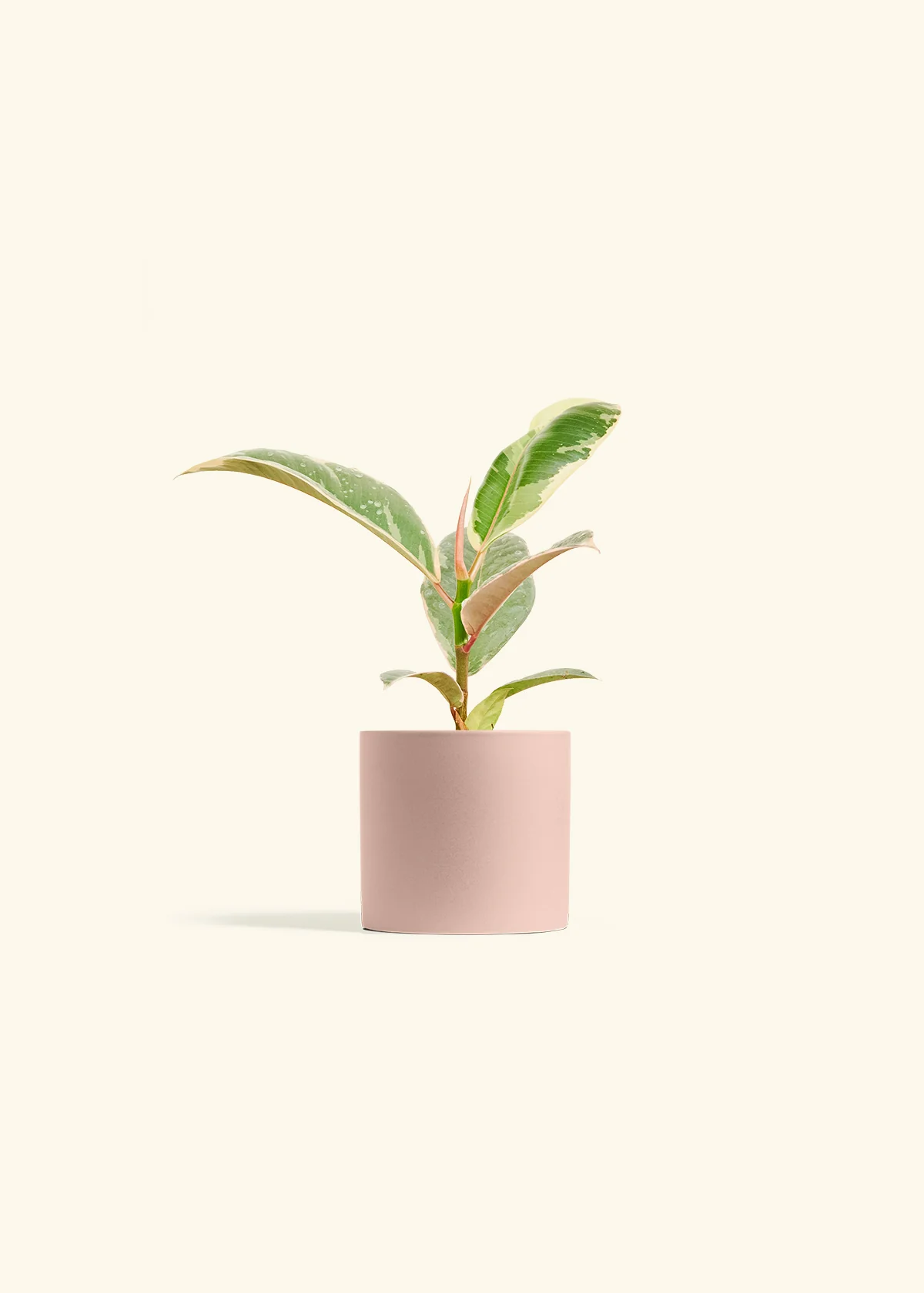 Ficus Tineke (Elastica) - Image 5