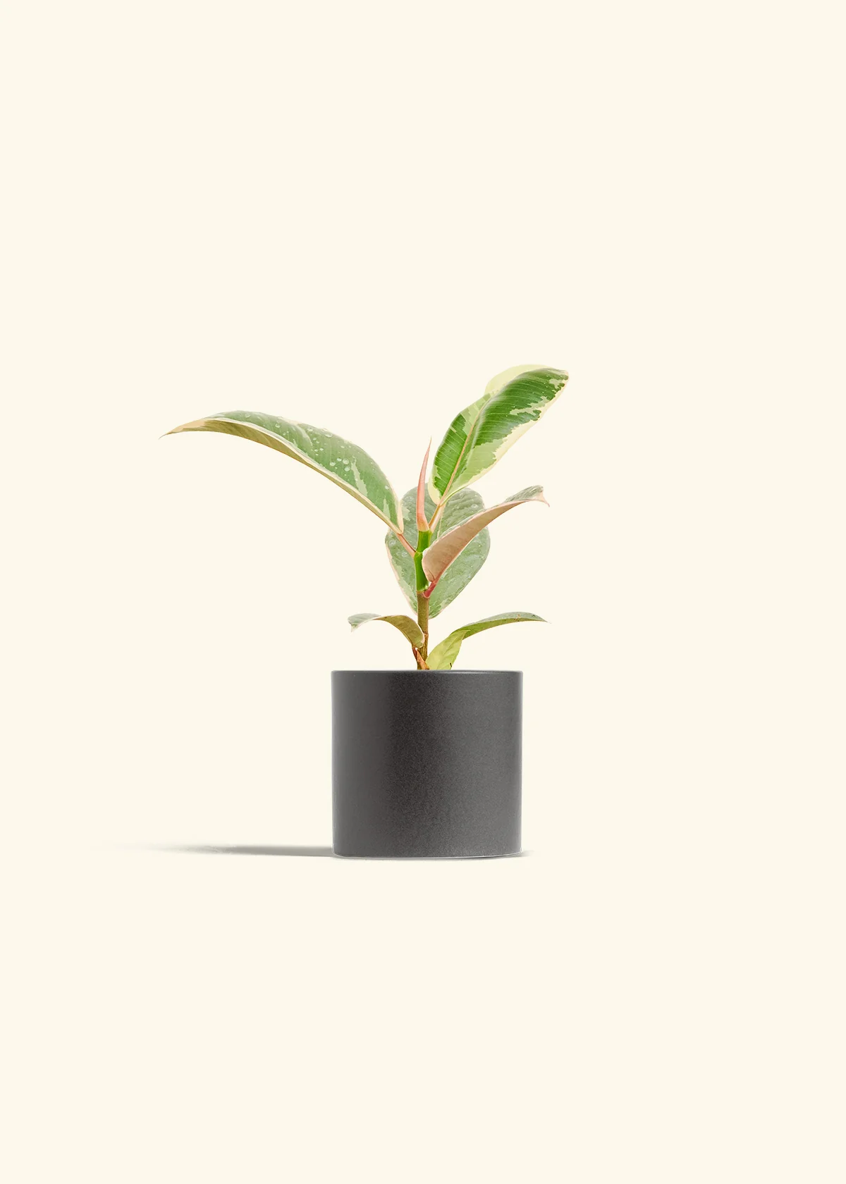Ficus Tineke (Elastica) - Image 6