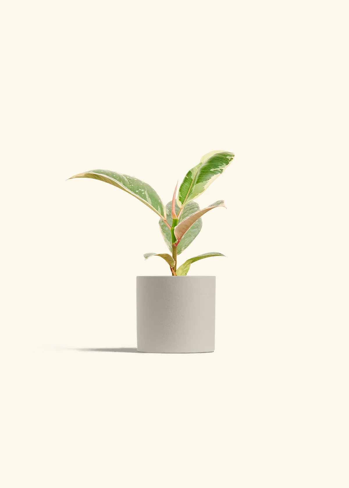 Ficus Tineke (Elastica) - Image 7