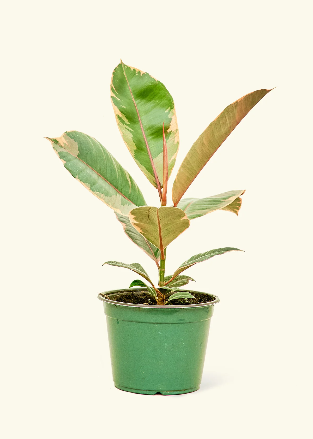 Ficus Tineke (Elastica) - Image 8