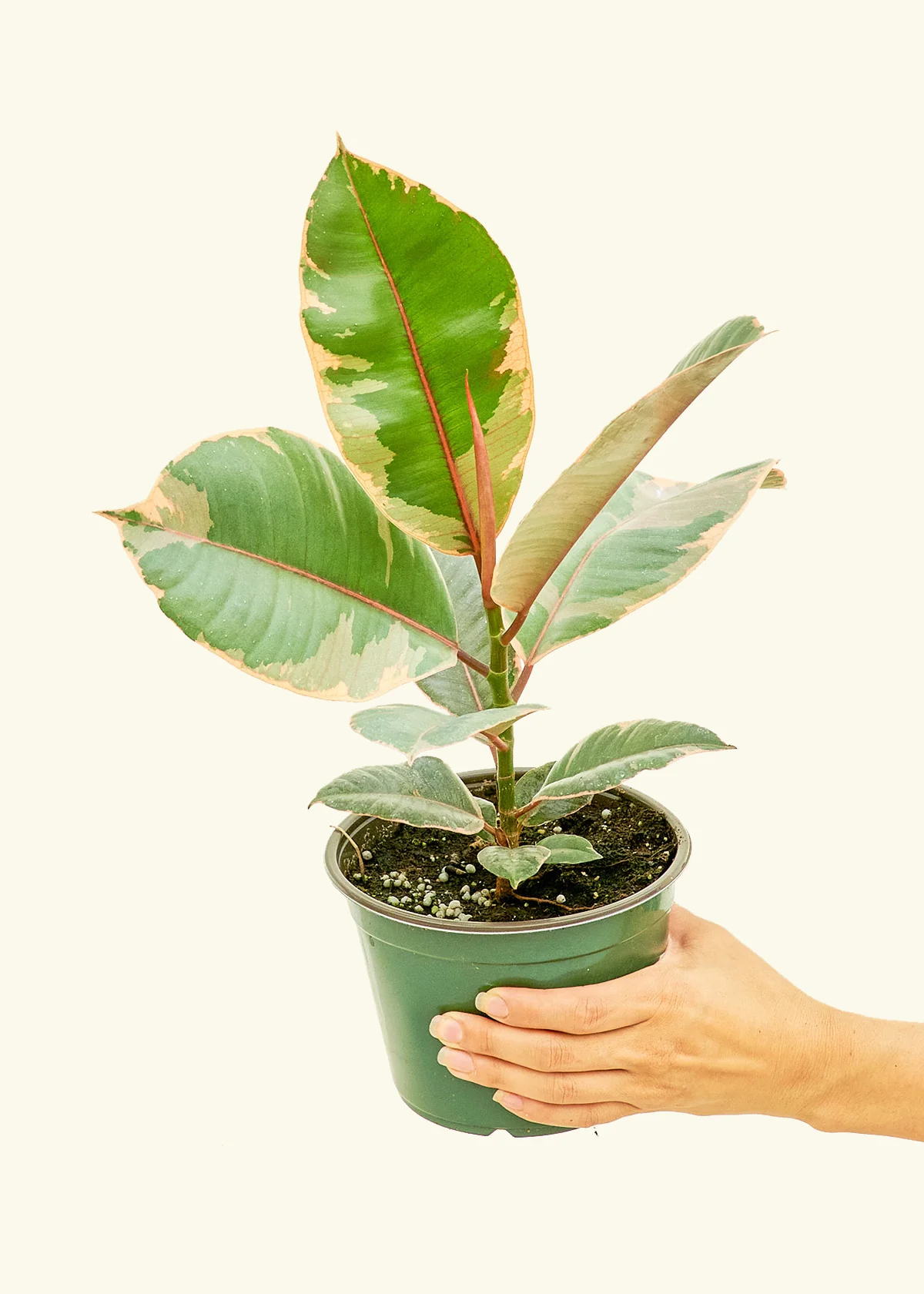 Ficus Tineke (Elastica) - Image 9