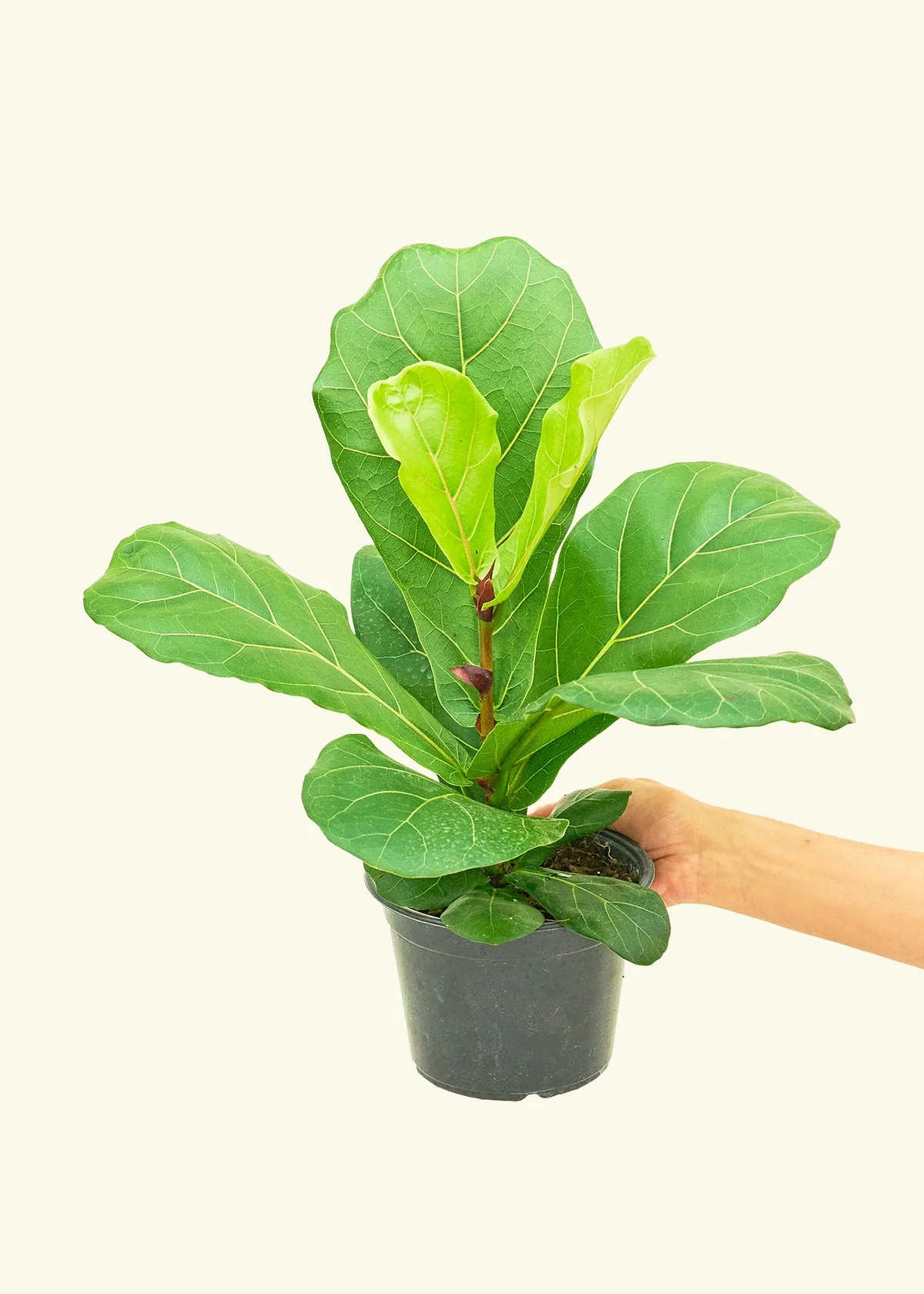 Fiddle Leaf Fig - Image 10