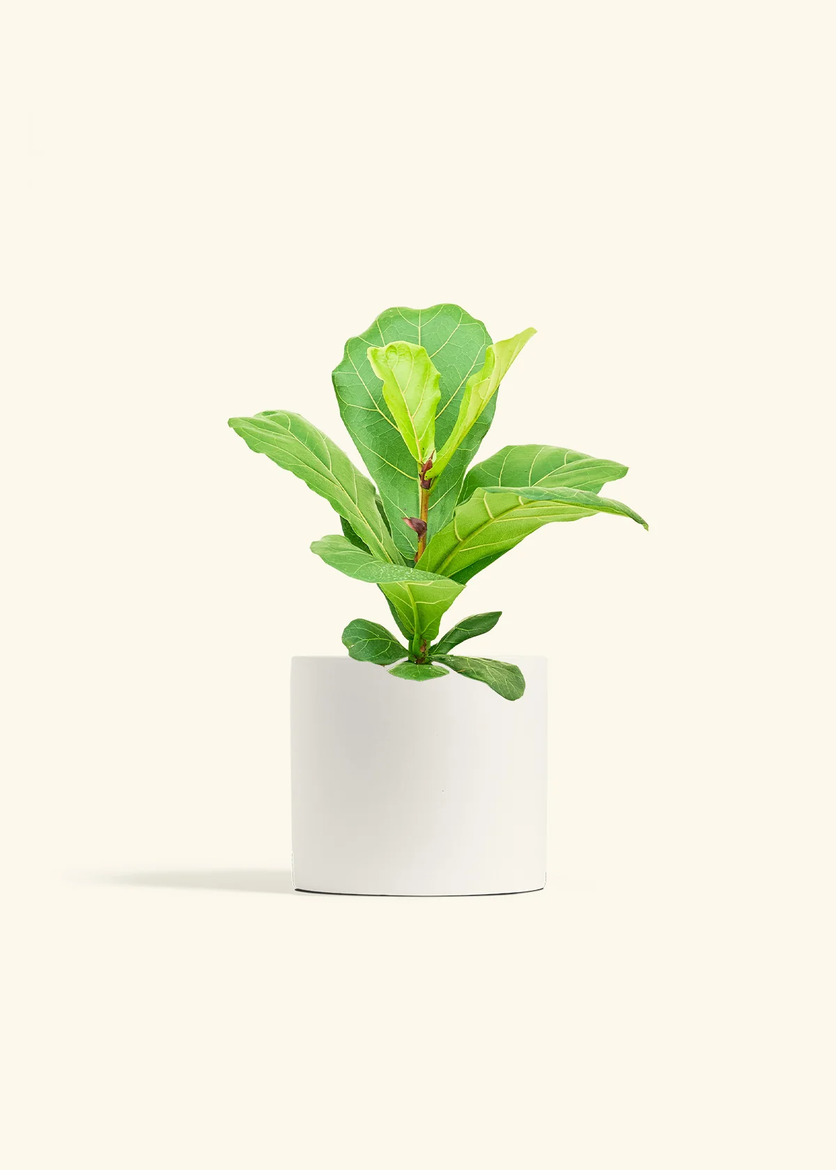 Fiddle Leaf Fig - Image 11