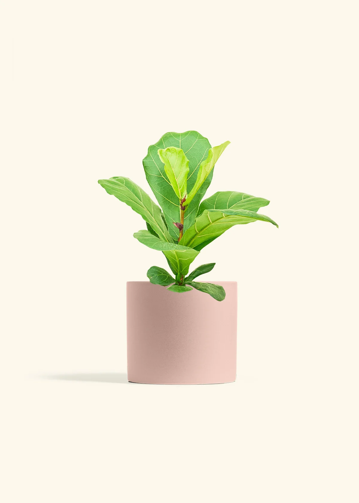 Fiddle Leaf Fig - Image 12