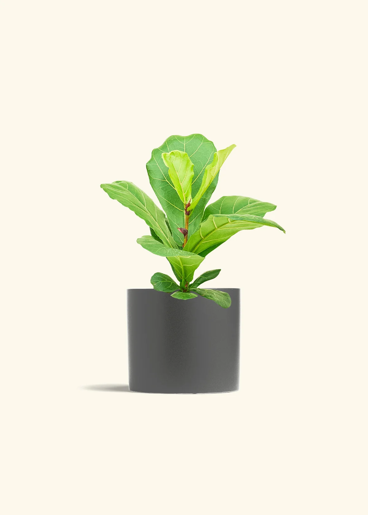 Fiddle Leaf Fig - Image 13