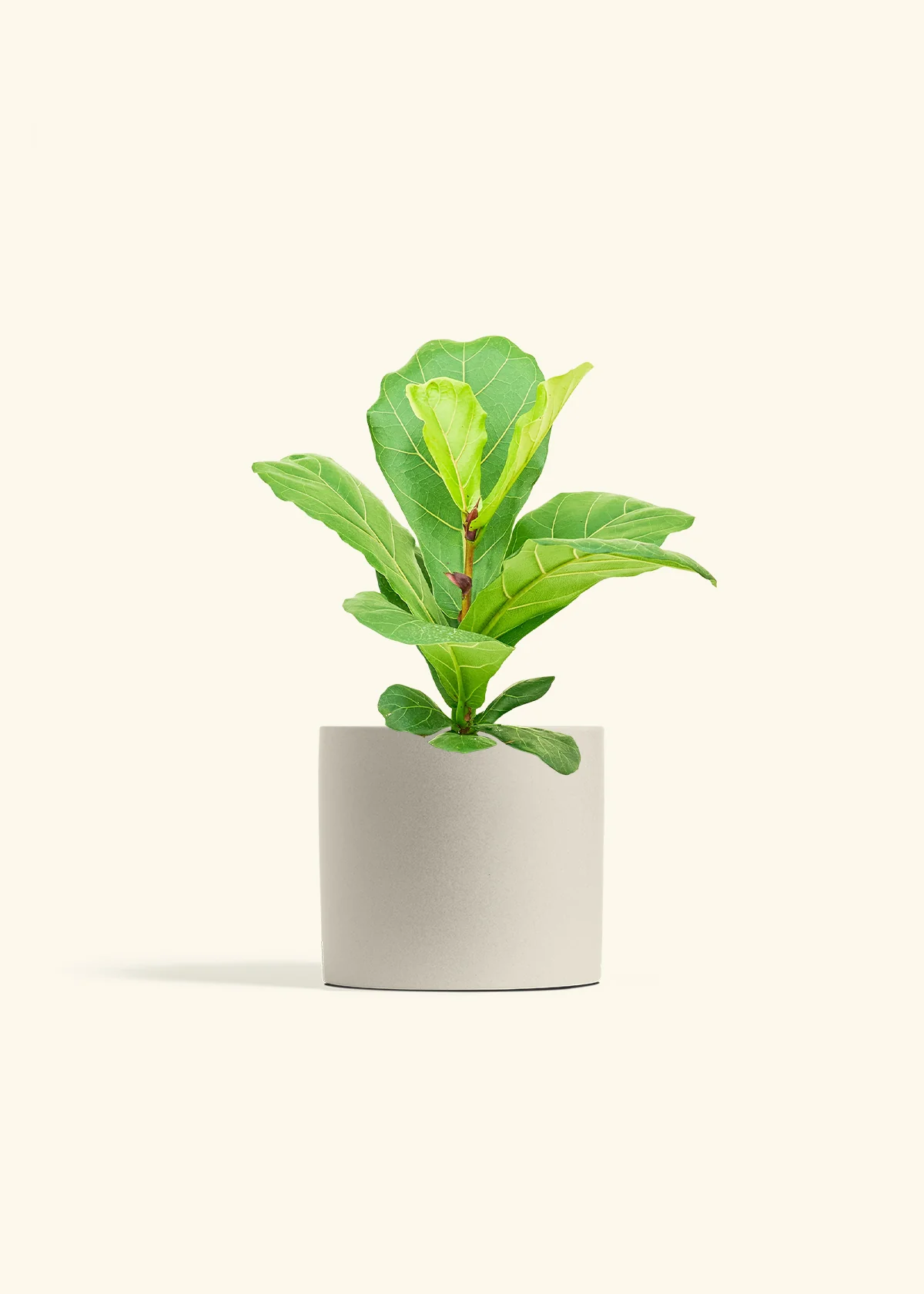 Fiddle Leaf Fig - Image 14